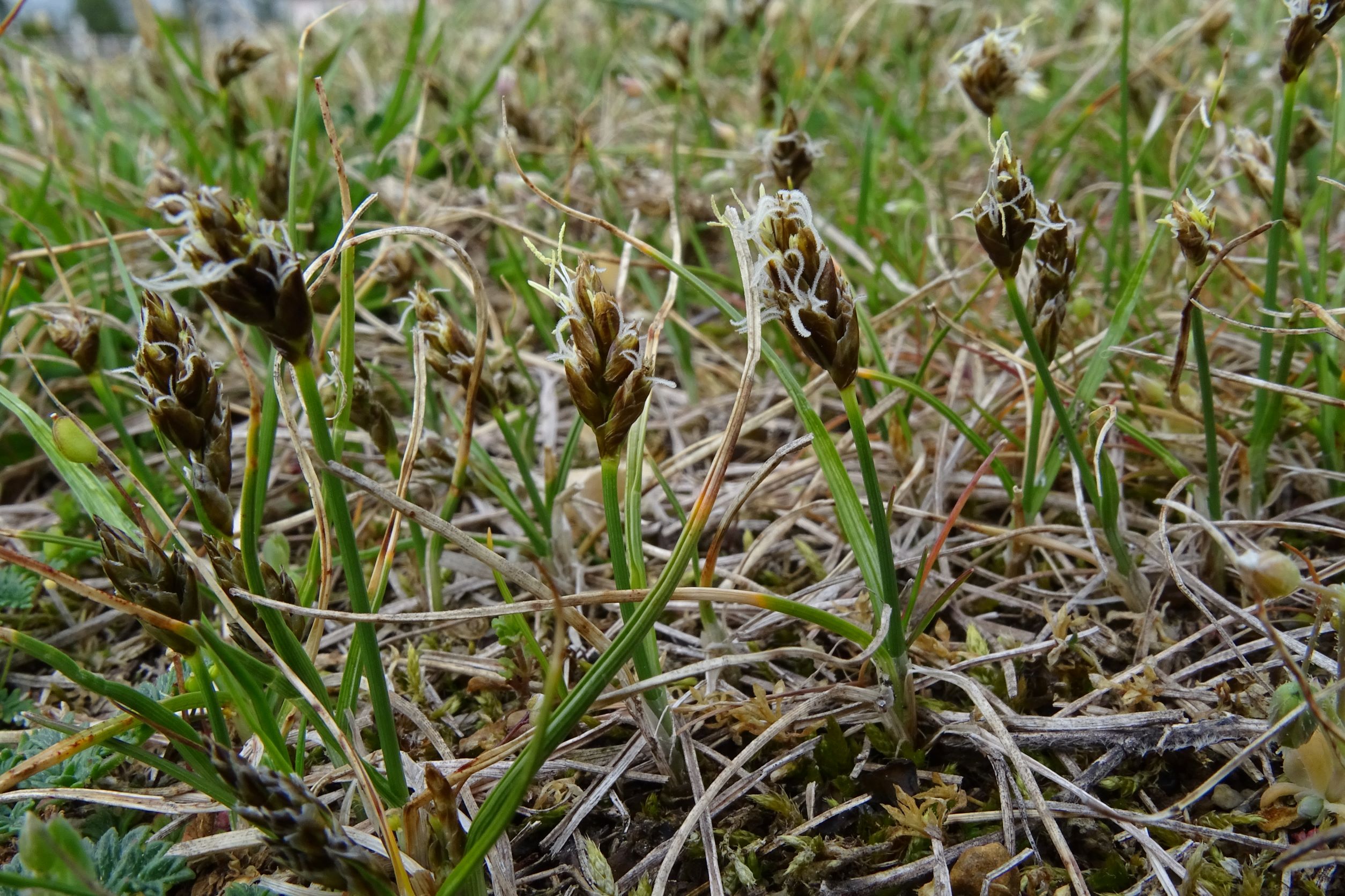 DSC02585 2022-04-02, Carex stenophylla, Hainburg.JPG