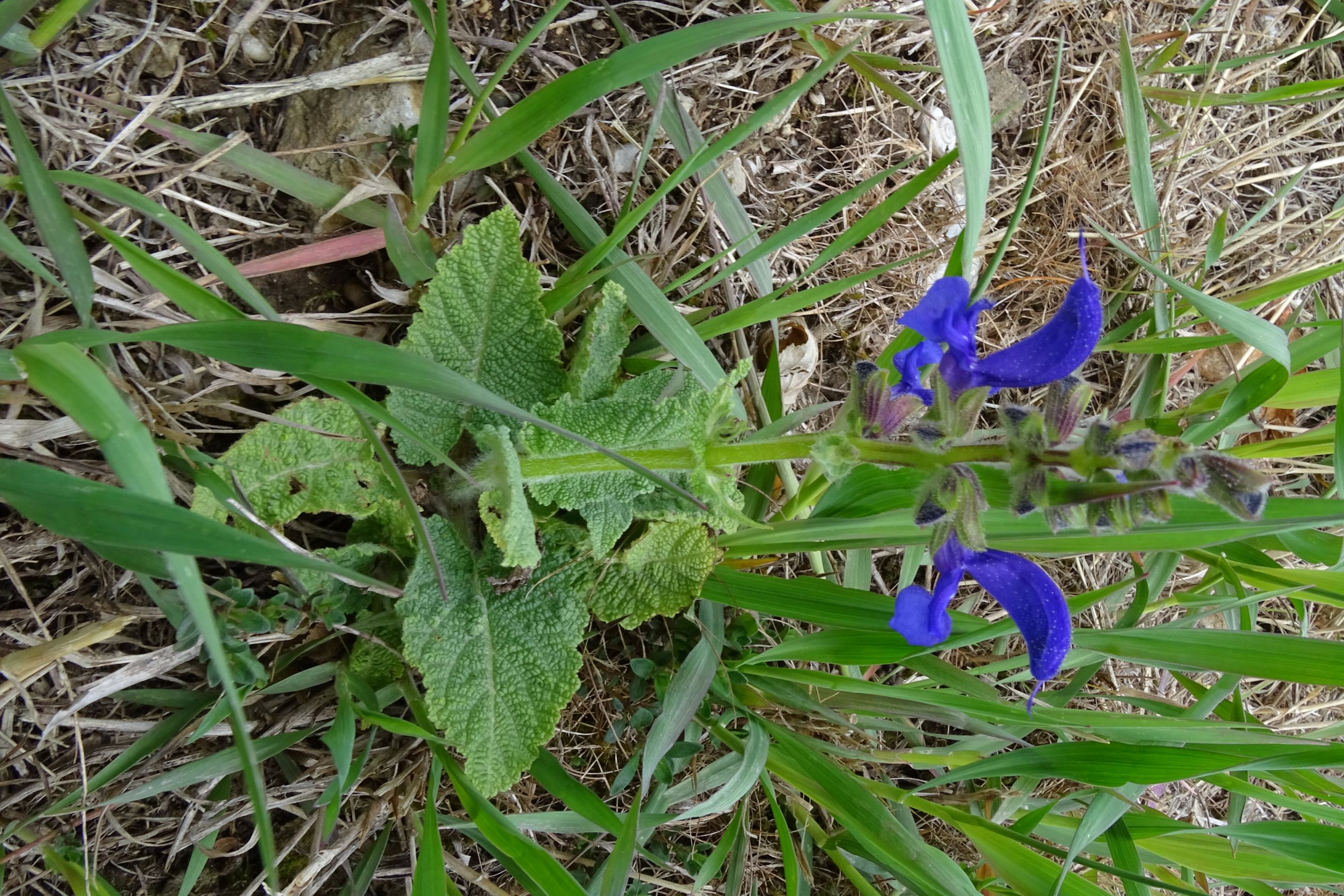 DSC02590 2022-04-02, Salvia pratensis, Hainburg.JPG