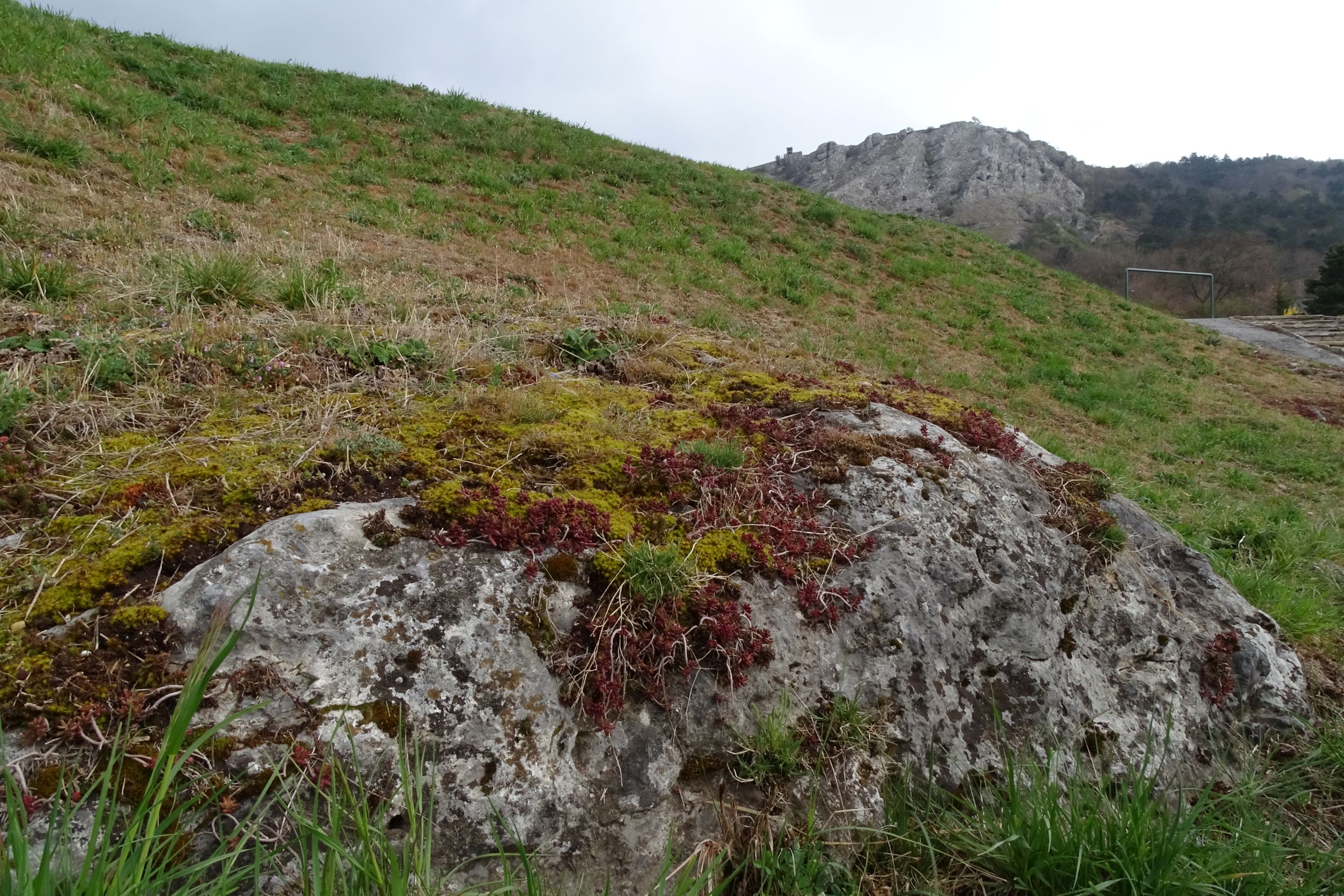 DSC02593 2022-04-02, Sedum album, Hainburg.JPG