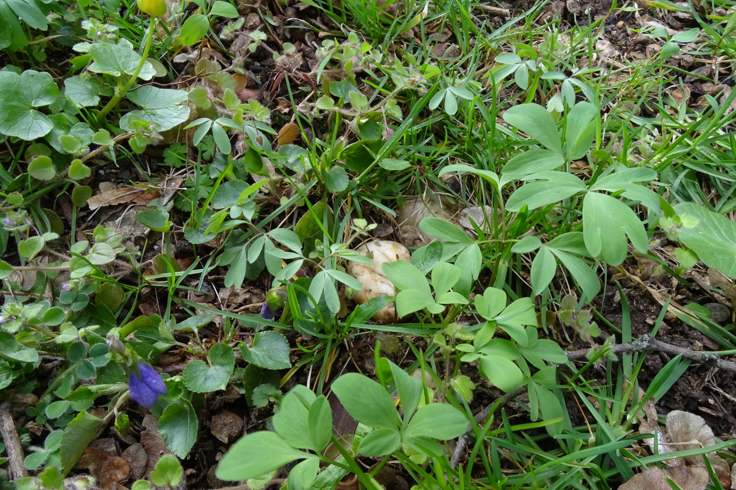 DSC02596 2022-04-02, Corydalis cava (große, grüne Blätter), C. pumila, Viola x bavarica, Ficaria verna etc., Friedhof Hainburg.JPG