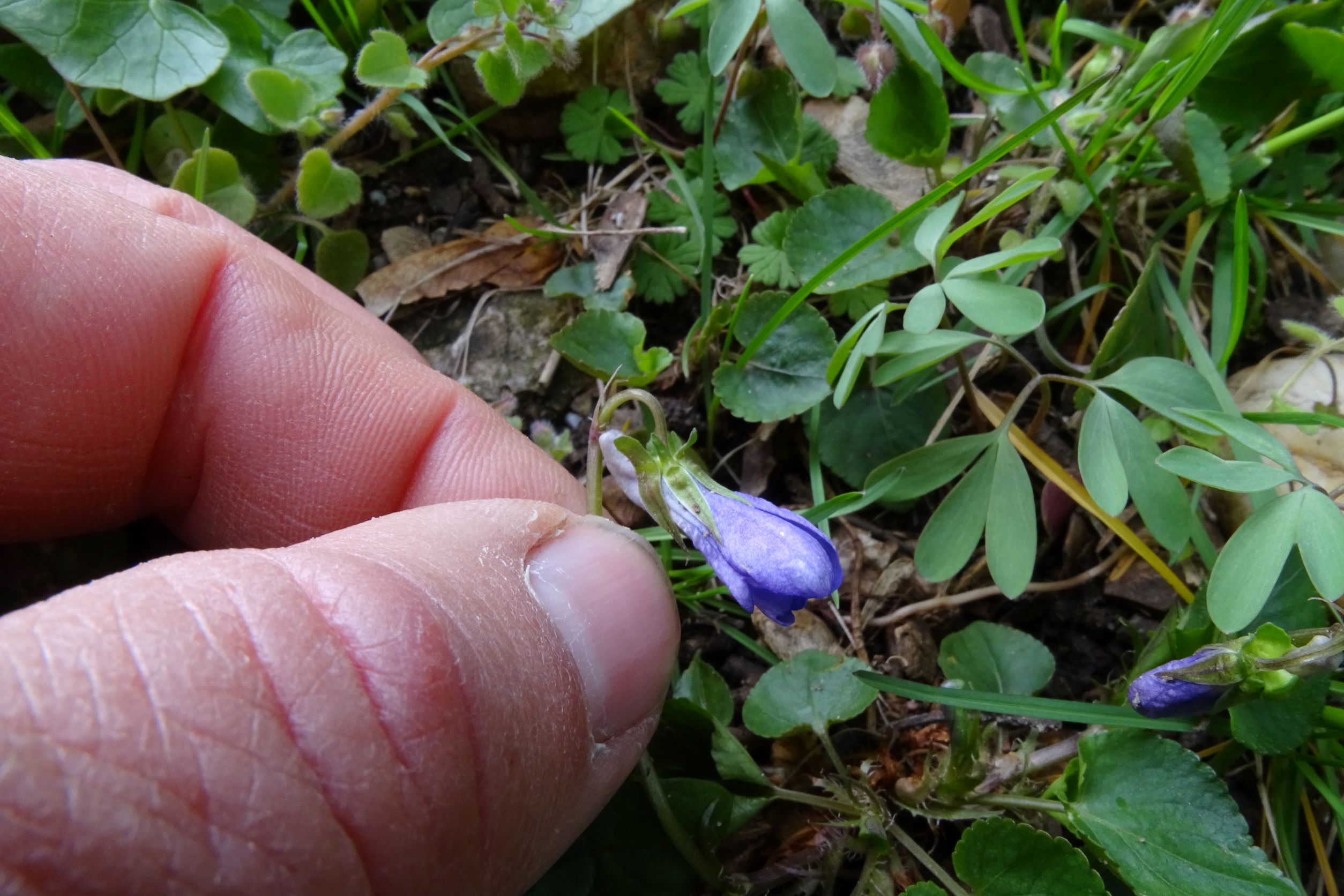 DSC02597 2022-04-02, Viola x bavarica, Friedhof Hainburg.JPG