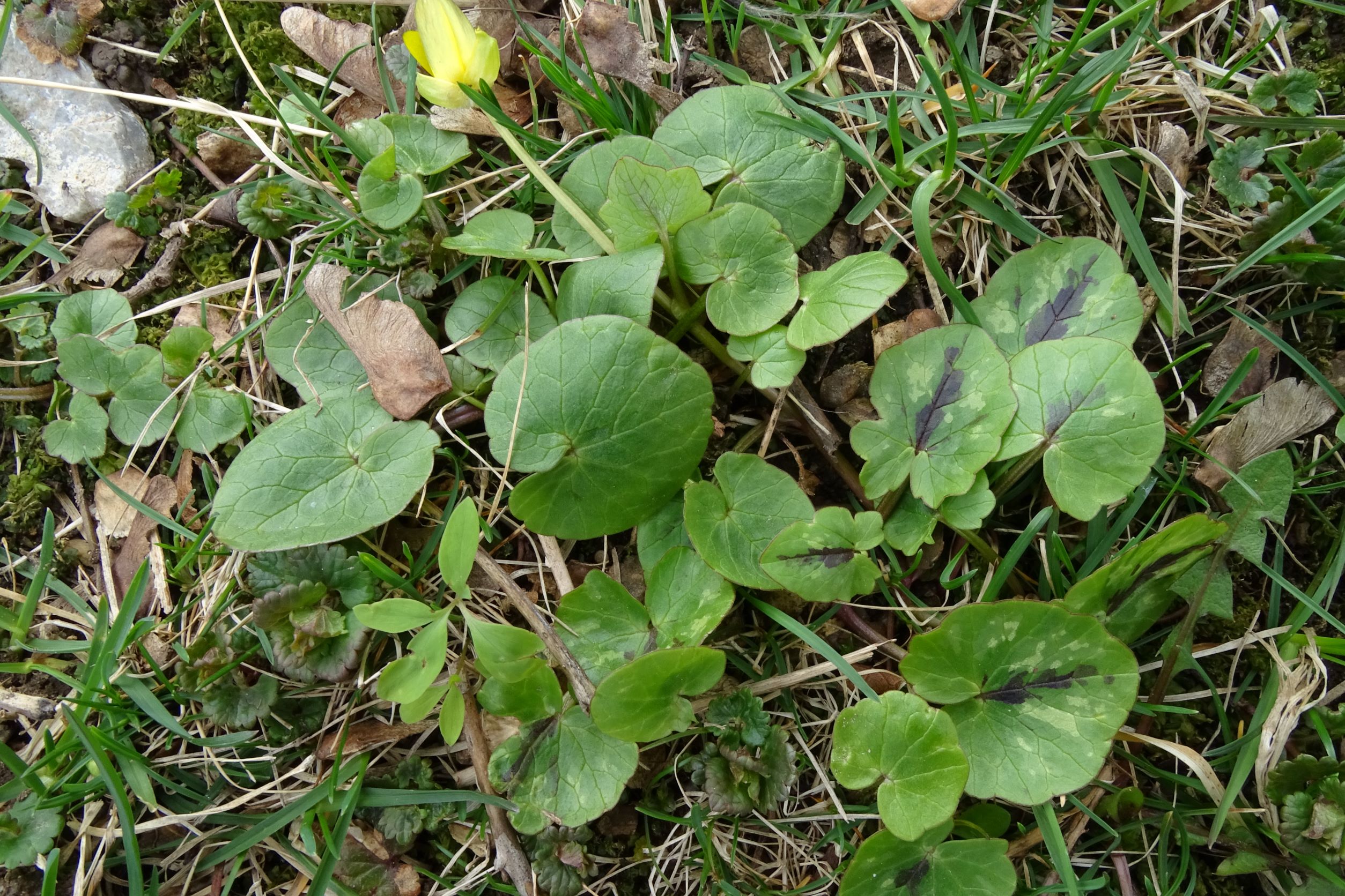 DSC02614 2022-04-02, Ficaria verna und evtl. calthifolia, Friedhof Hainburg.JPG