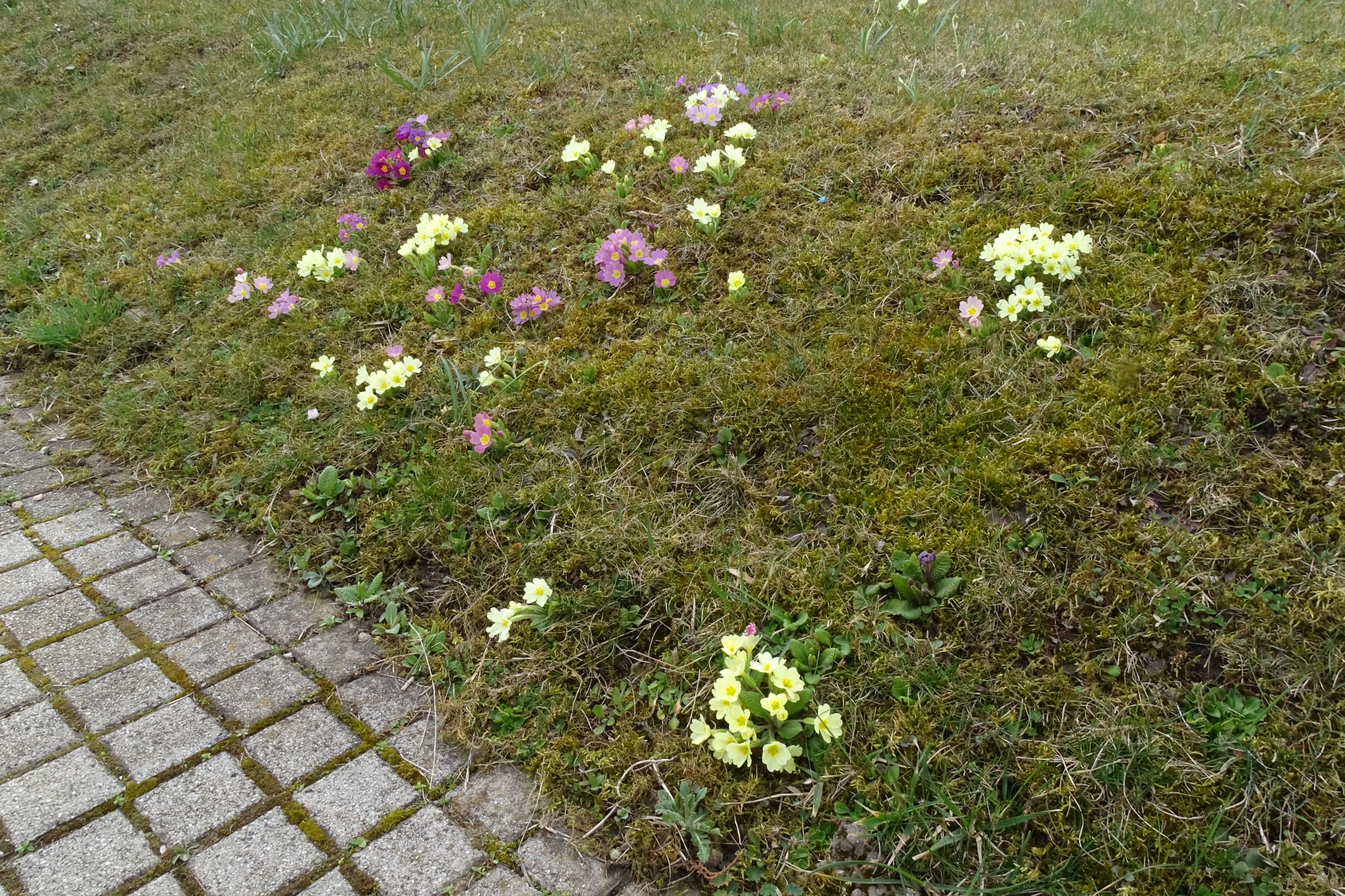 DSC02617 2022-04-02, Primula vulgaris-Siedlungs-Farbvarietäten, Friedhof Hainburg.JPG