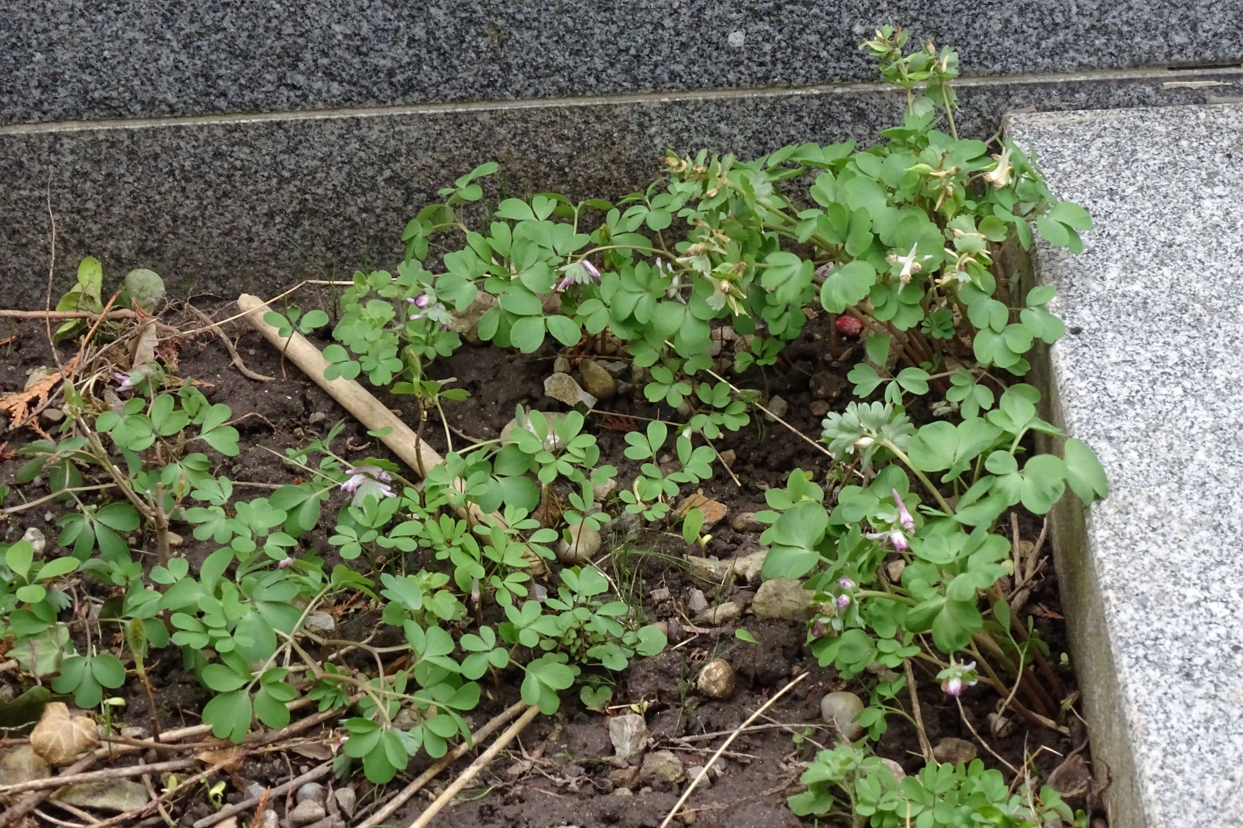 DSC02622 2022-04-02, Corydalis pumila-Mastexemplare, Friedhof Hainburg.JPG