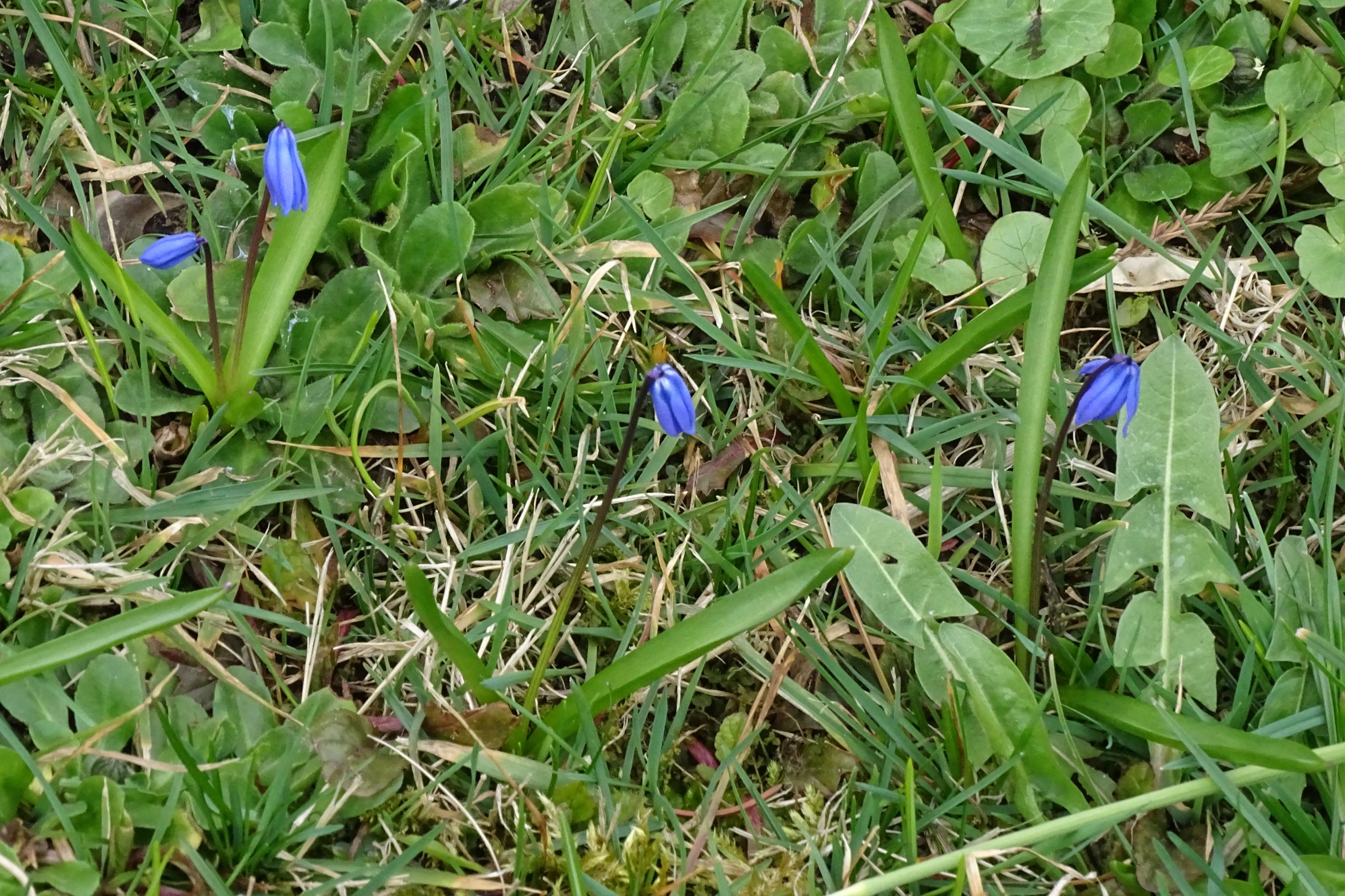 DSC02626 2022-04-02, Othocallis siberica-Verwilderung, Friedhof Hainburg.JPG