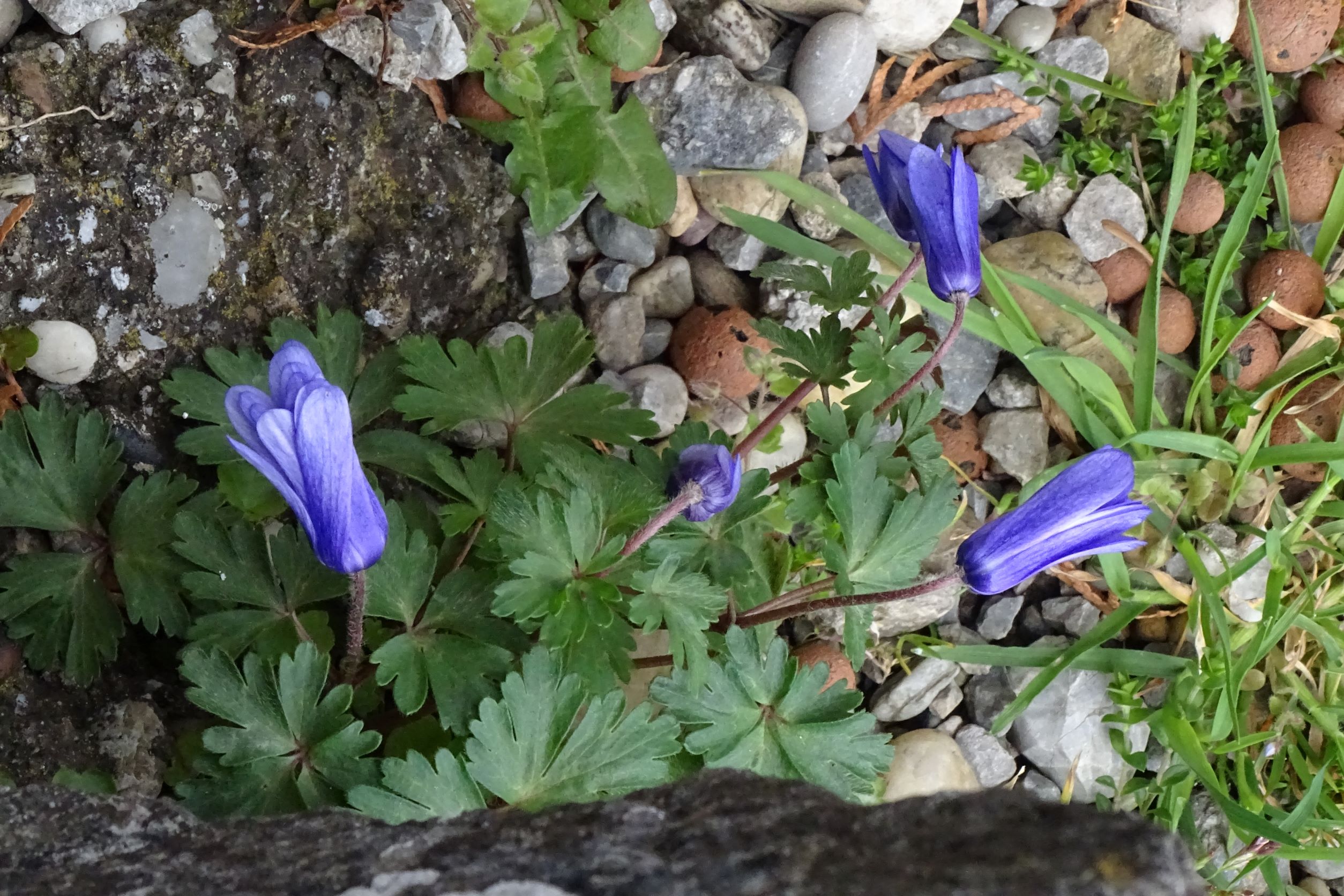 DSC02648 2022-04-02, Anemone blanda (Bestimmung nach Blumen in Schwaben), Friedhof Hainburg.JPG