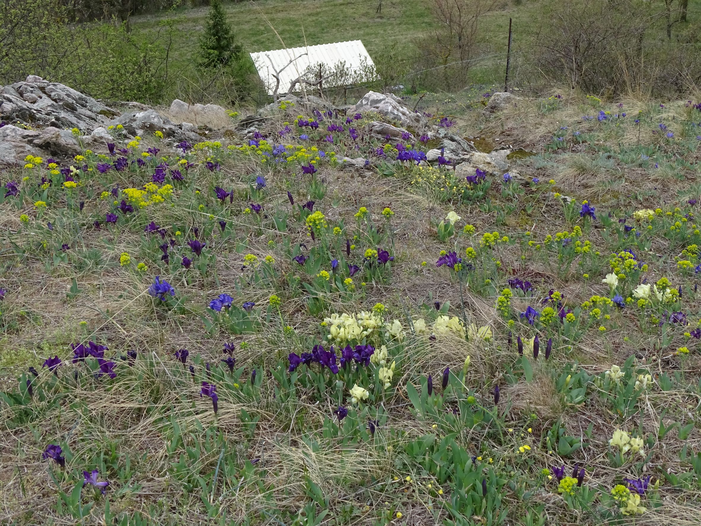 DSC02738 2022-04-02, Iris pumila etc., Braunsberg.JPG