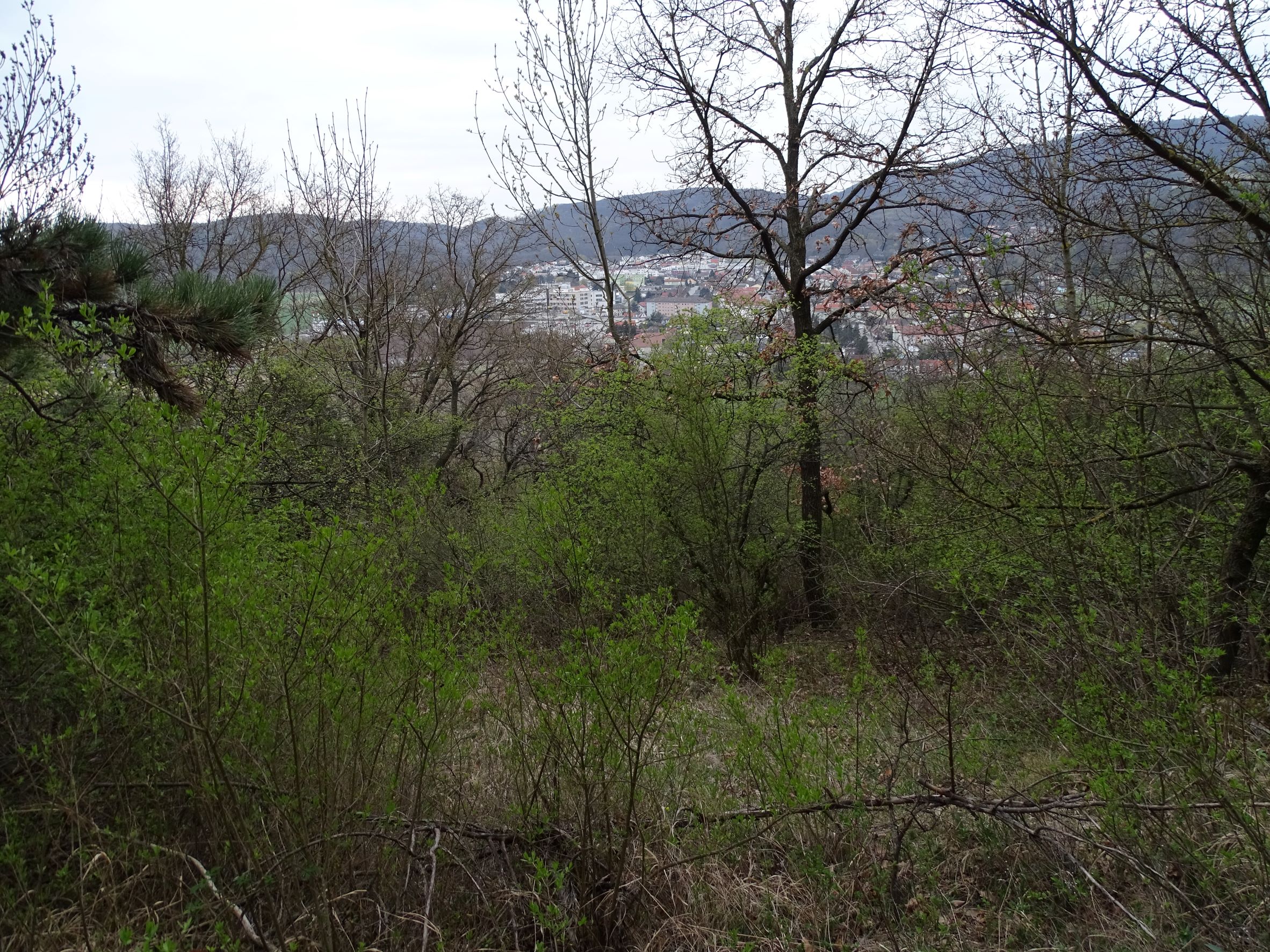 DSC02747 2022-04-02, Flaumeichen-Mischwald, Braunsberg.JPG