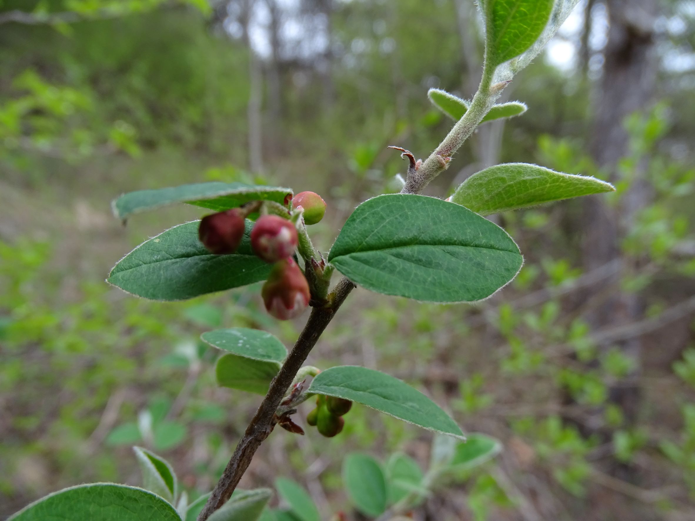 DSC02749 2022-04-02, Cotoneaster integerrimus, Braunsberg.JPG