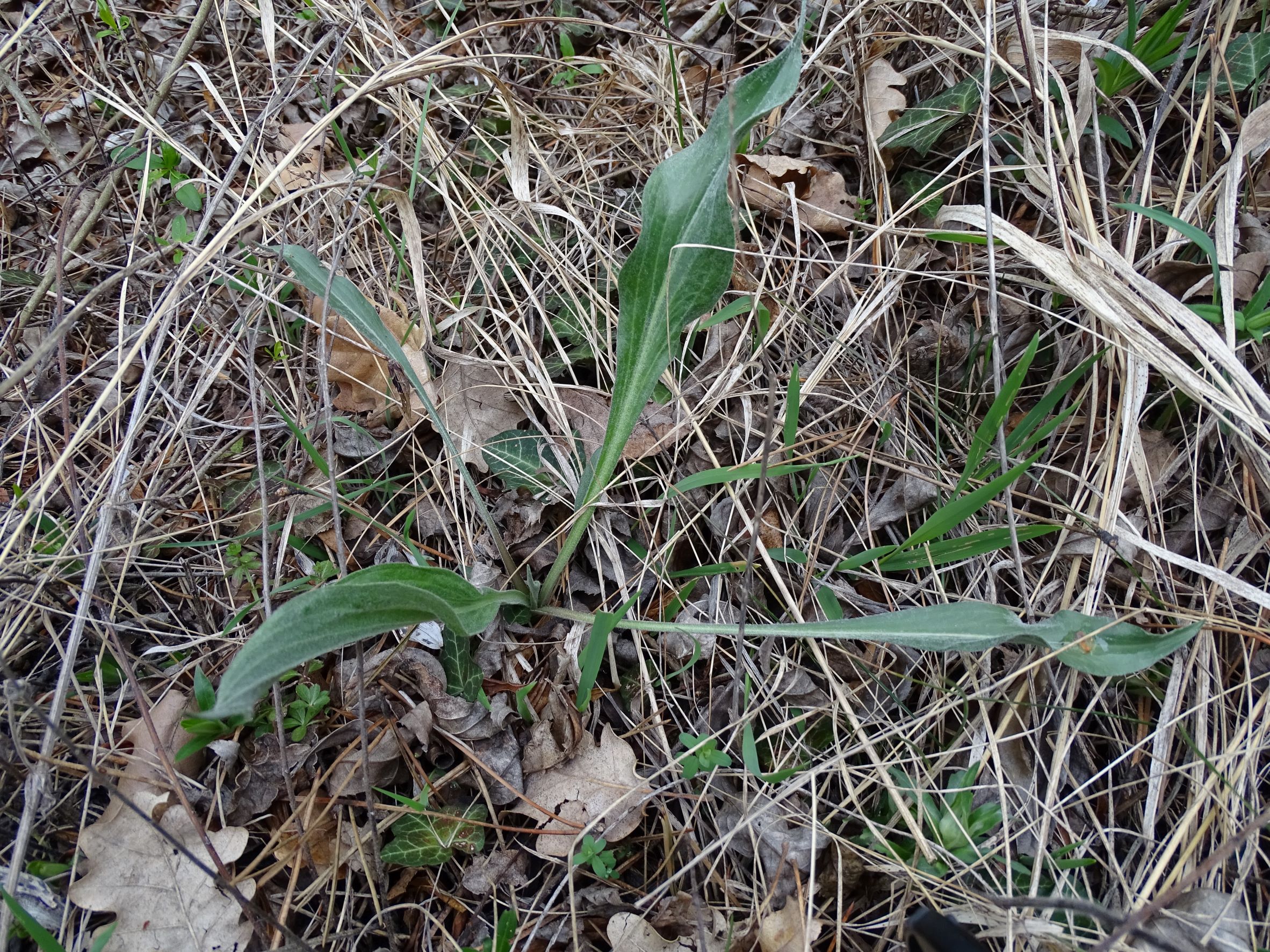 DSC02752 2022-04-02, evtl. Scorzonera hispanica, Braunsberg.JPG