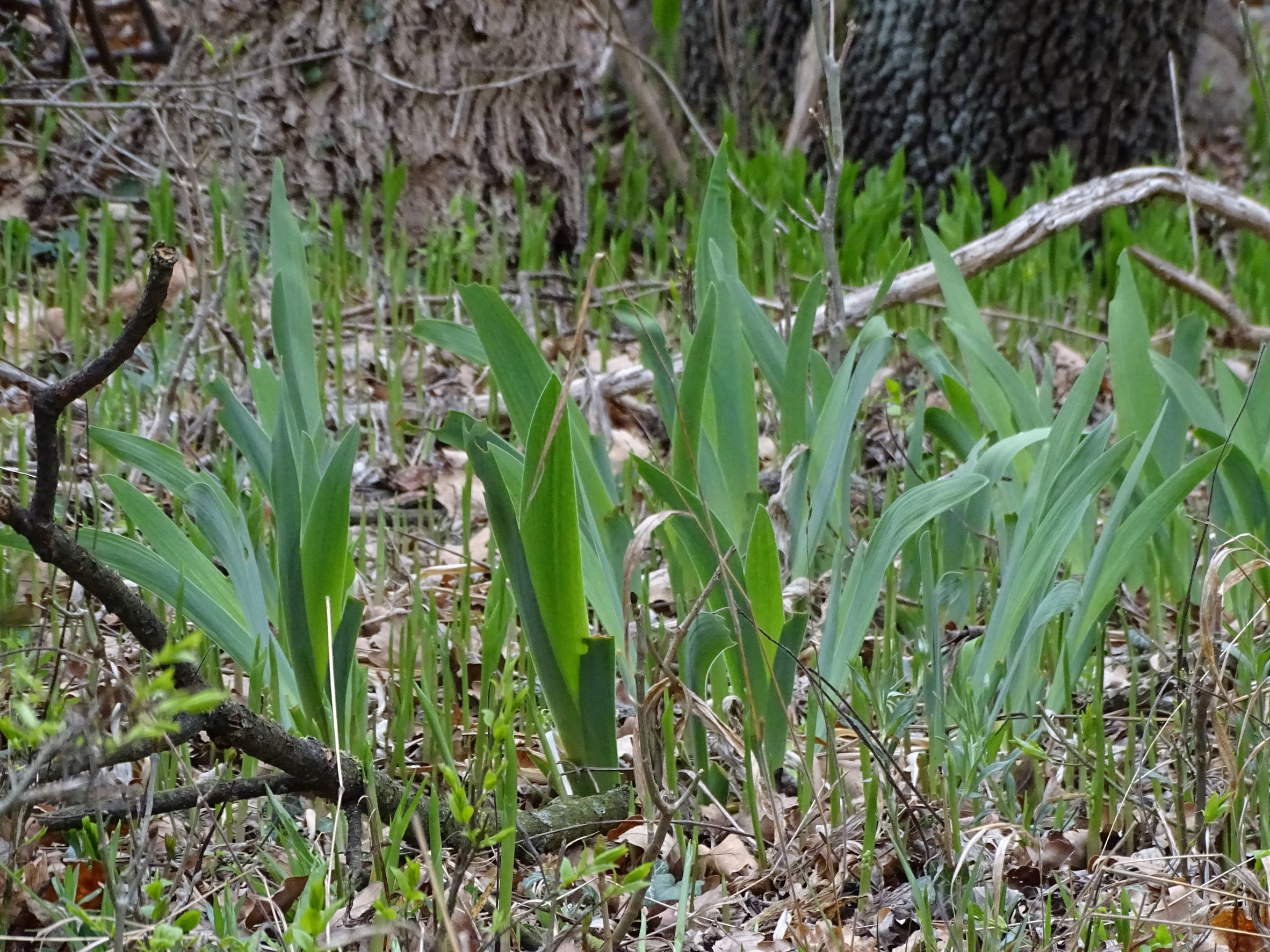 DSC02755 2022-04-02, Iris cf. germanica, Braunsberg.JPG