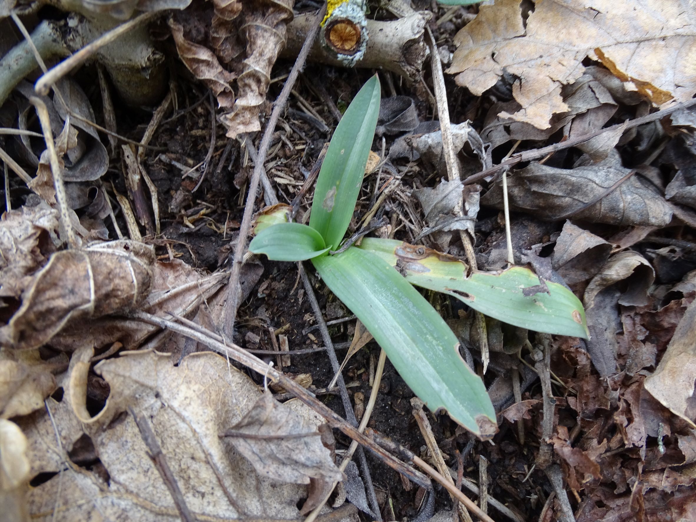 DSC02757 2022-04-02, wir waren alle ratlos-orchidee, Braunsberg.JPG