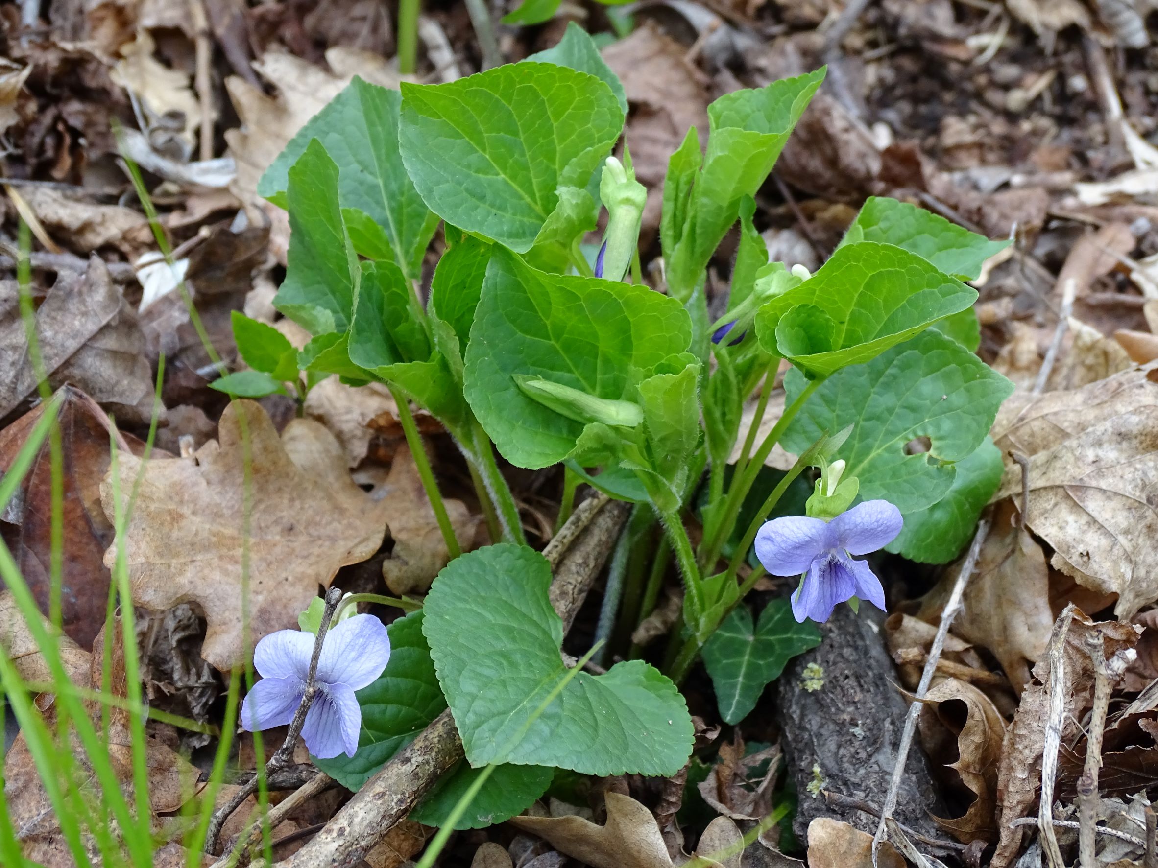 DSC02782 2022-04-02, Viola mirabilis, Braunsberg.JPG