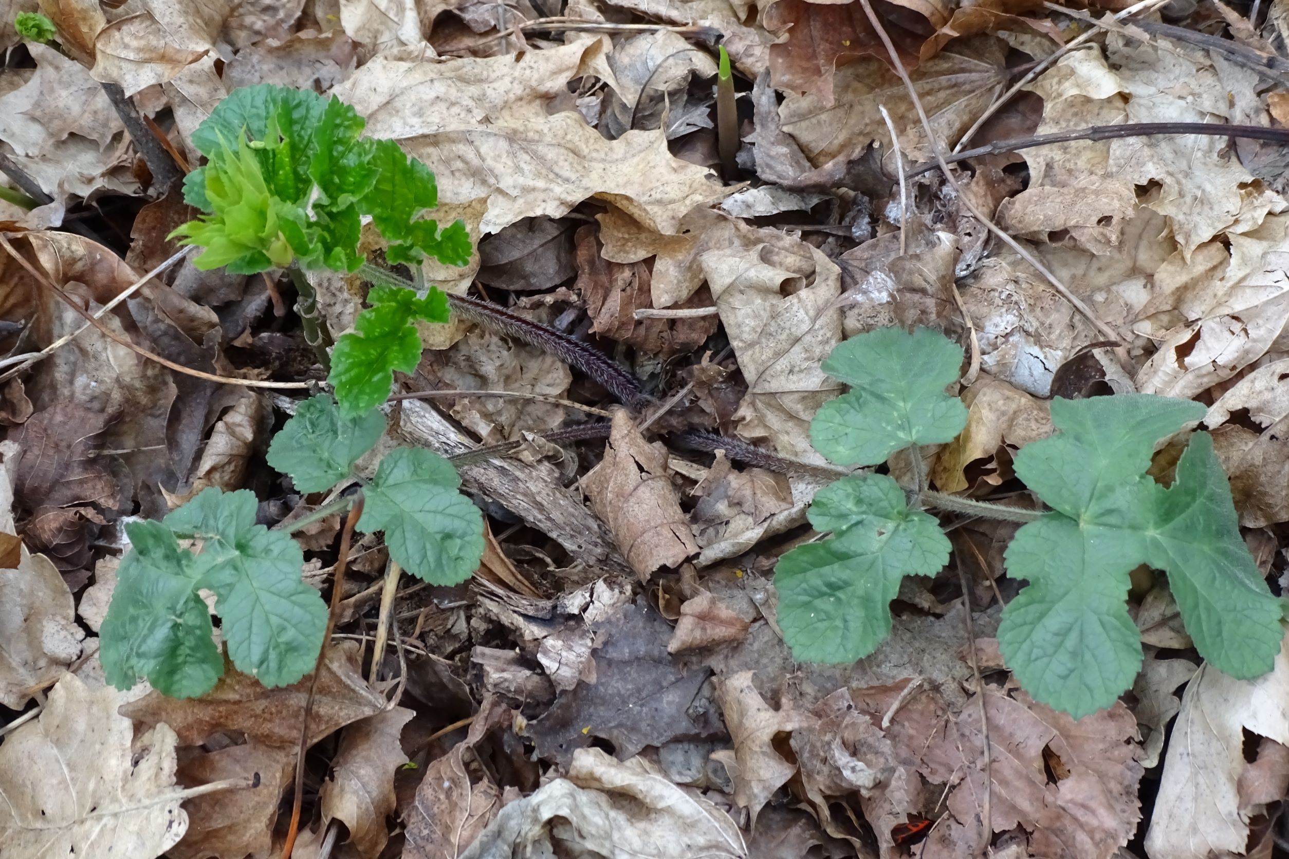 DSC02785 2022-04-02, Heracleum sphondylium cf. subsp. sibiricum s.l. (sehr fraglich), Braunsberg.JPG