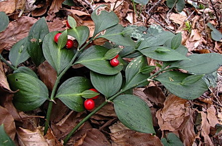 image_338288.jpg