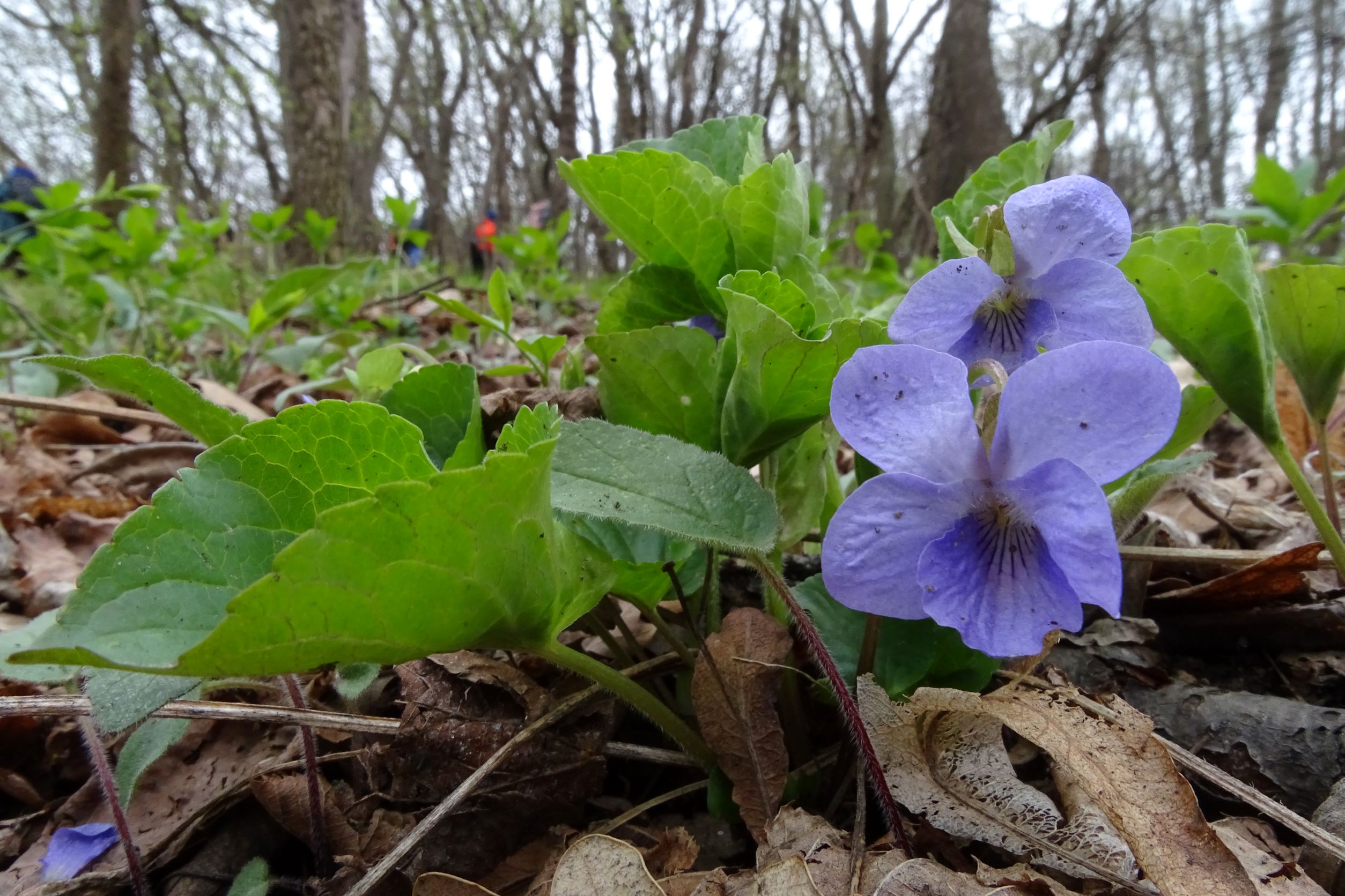 DSC02797 2022-04-02, Viola mirabilis, Braunsberg.JPG