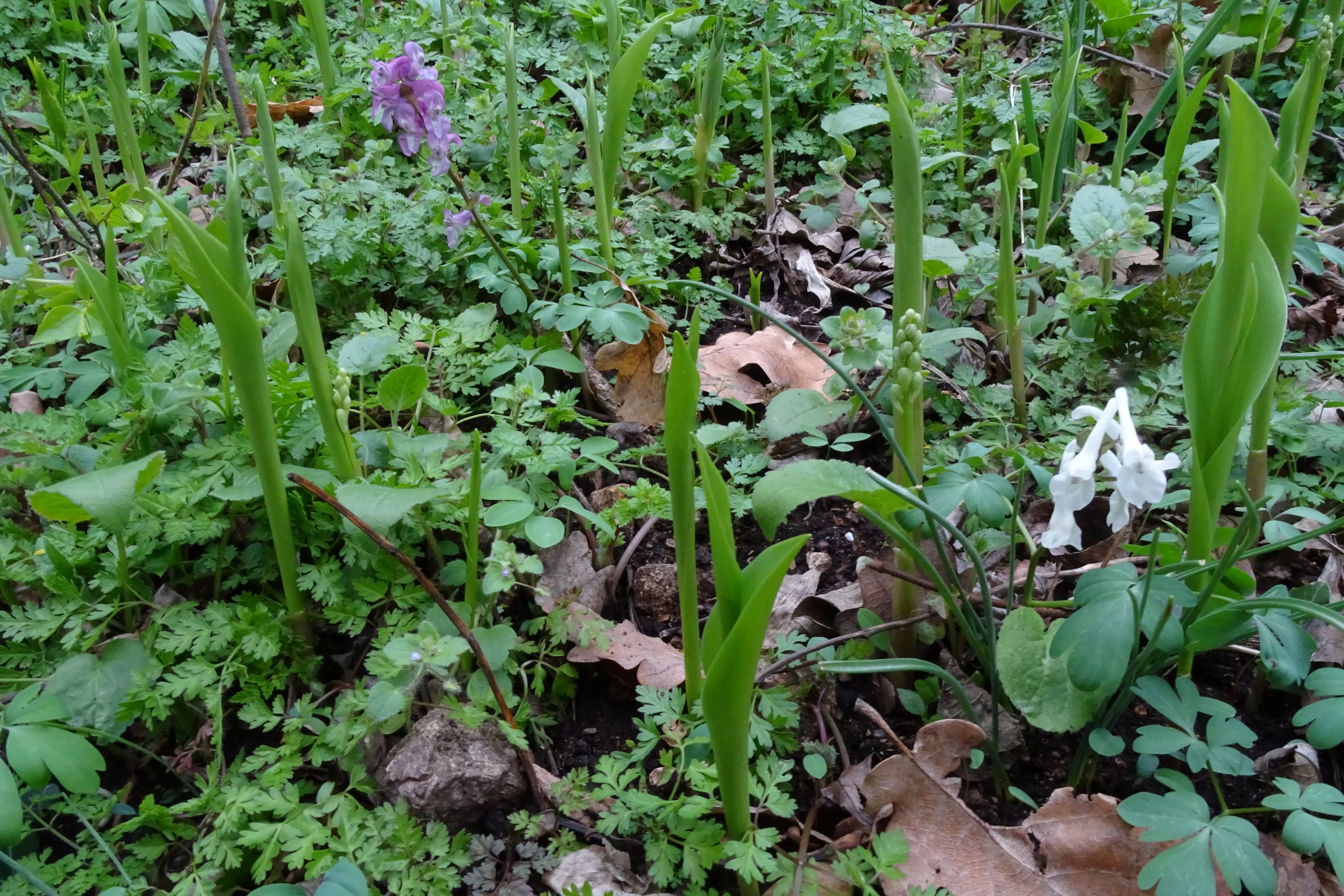 DSC02805 2022-04-02, Convallaria majalis, Corydalis cava, Anthriscus cerefolium, Braunsberg.JPG
