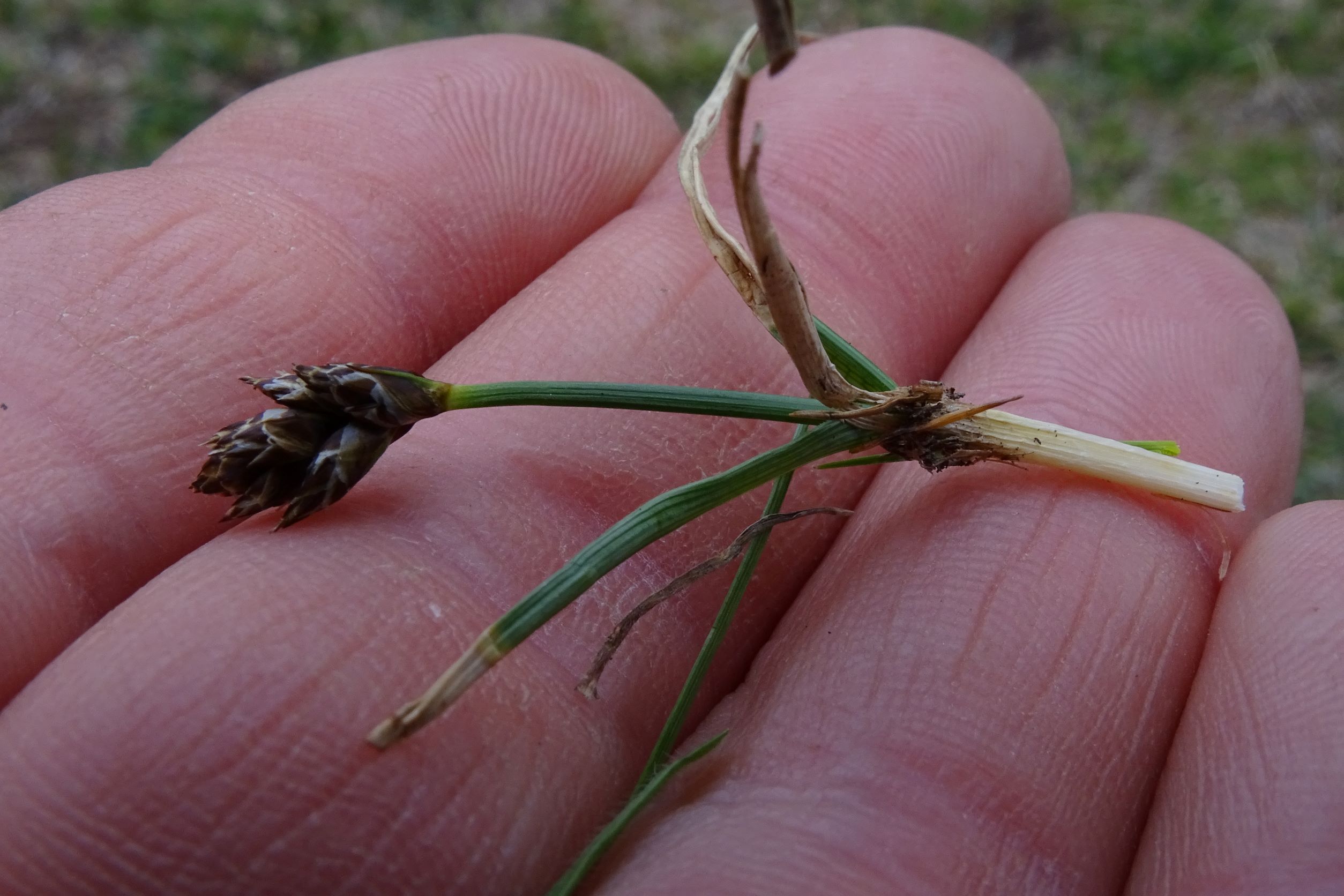 DSC02816 2022-04-02, Carex stenophylla, Braunsberg.JPG