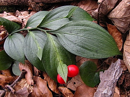 image_338287.jpg