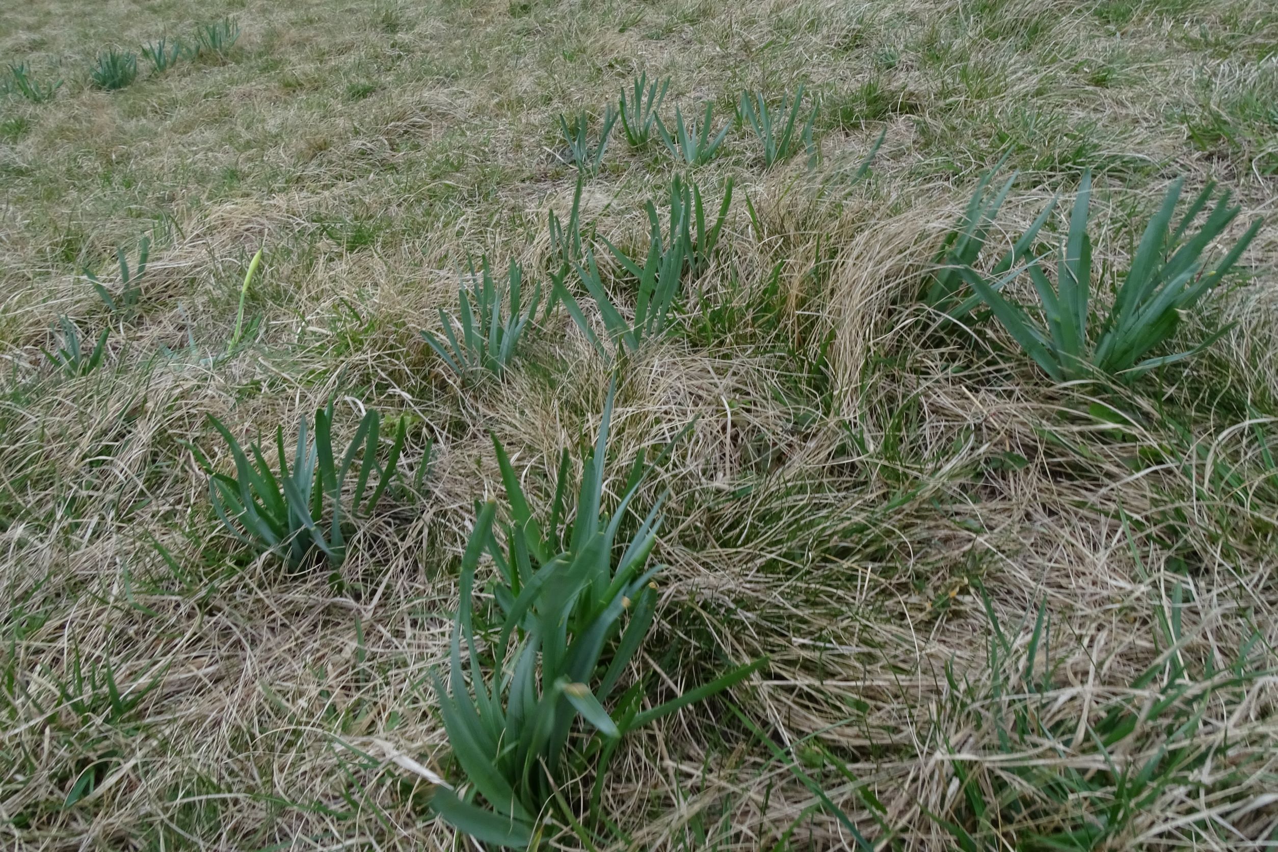 DSC02832 2022-04-02, verwilderte Gartennarzissen, Braunsberg.JPG