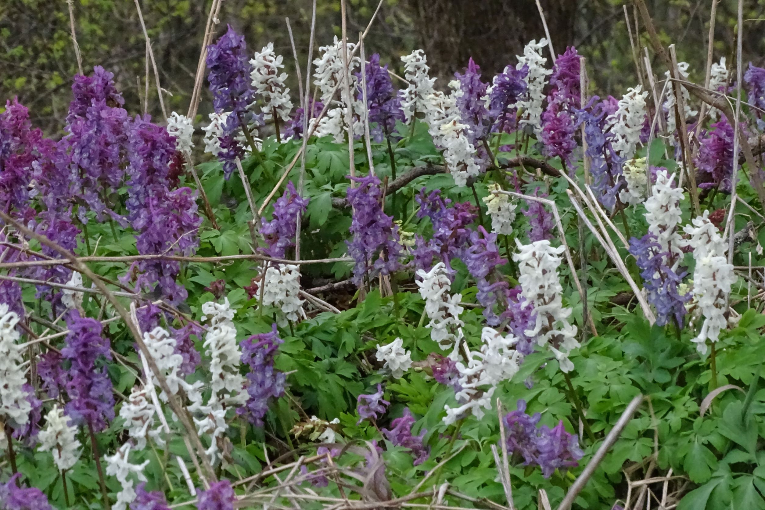 DSC02838 2022-04-02, Corydalis cava, Braunsberg.JPG