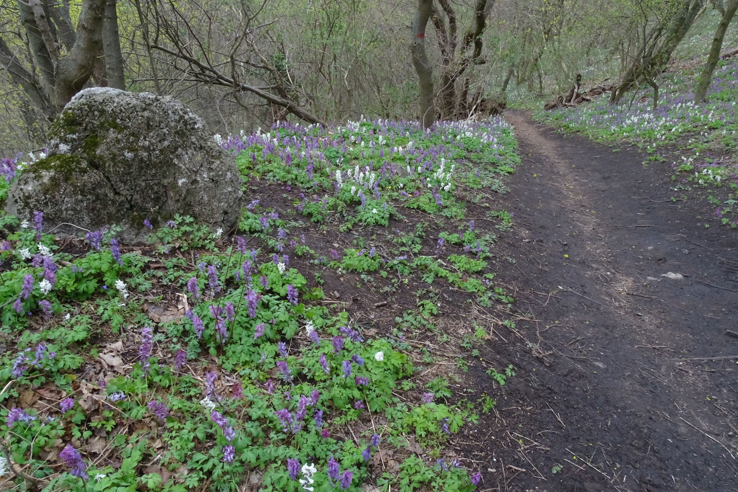 DSC02839 2022-04-02, Corydalis cava etc., Braunsberg.JPG