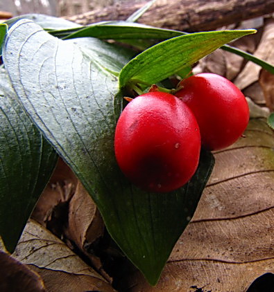 image_338286.jpg