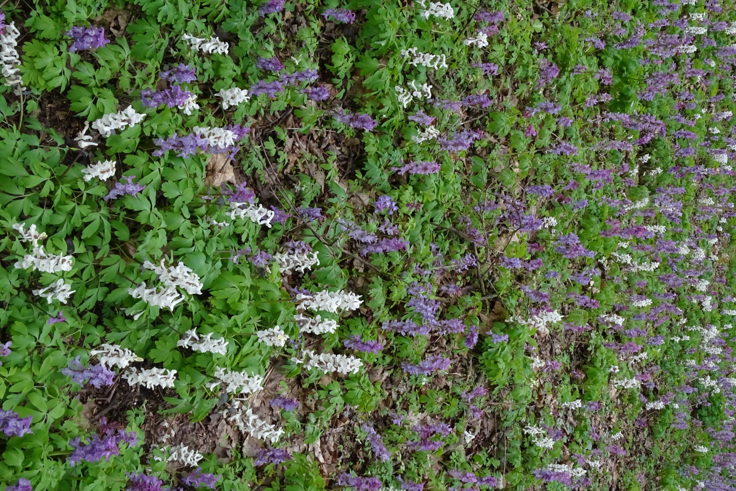 DSC02852 2022-04-02, Corydalis cava, Braunsberg.JPG