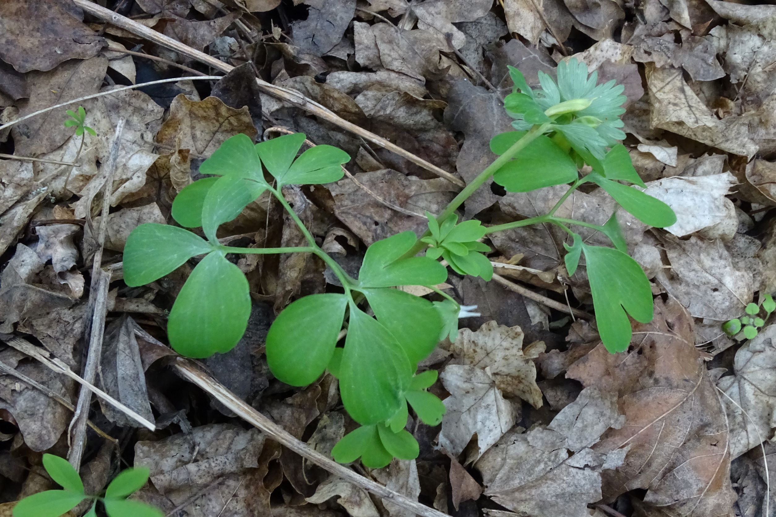 DSC02856 2022-04-02, Corydalis pumila, Braunsberg.JPG