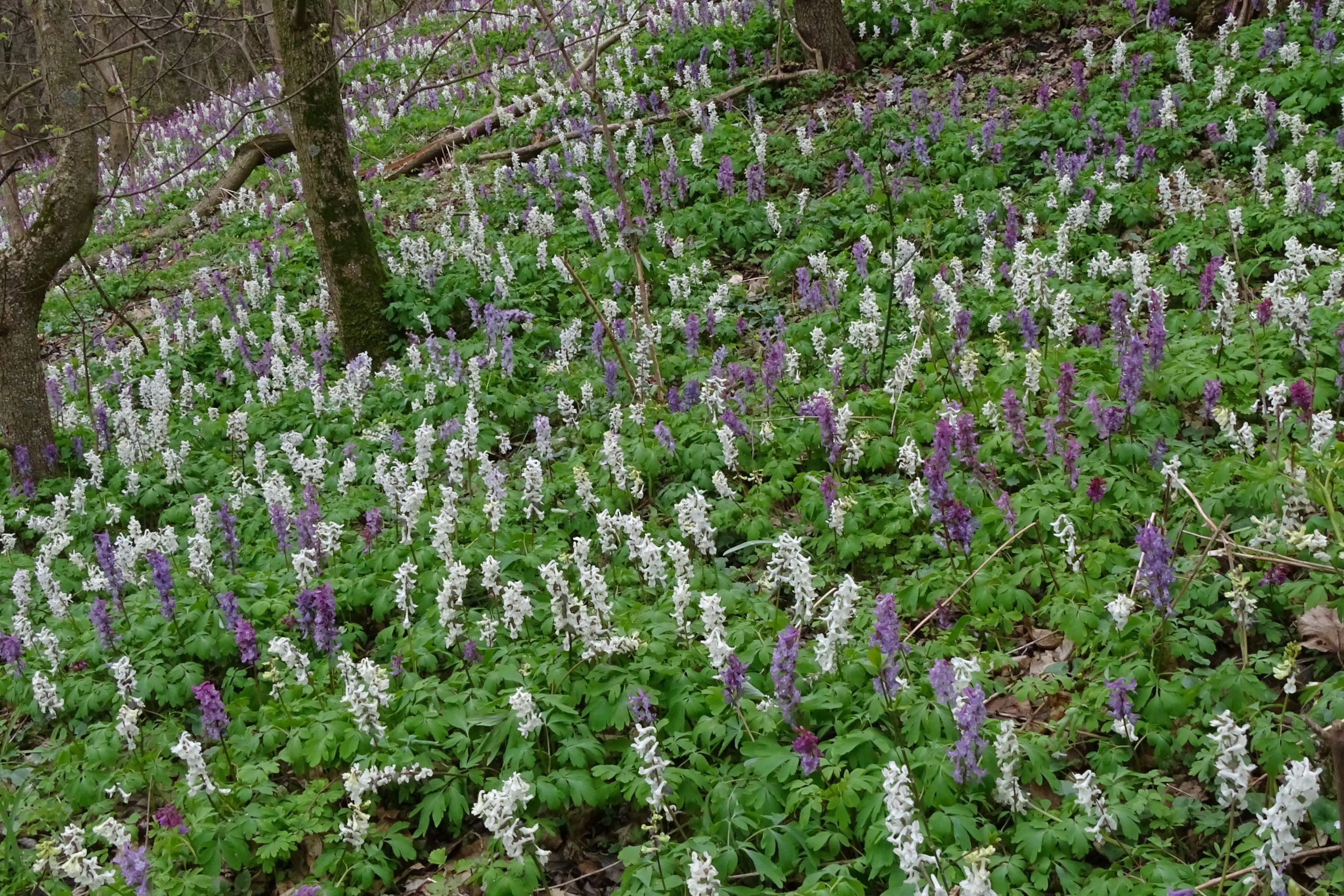 DSC02860 2022-04-02, Corydalis cava, Braunsberg.JPG