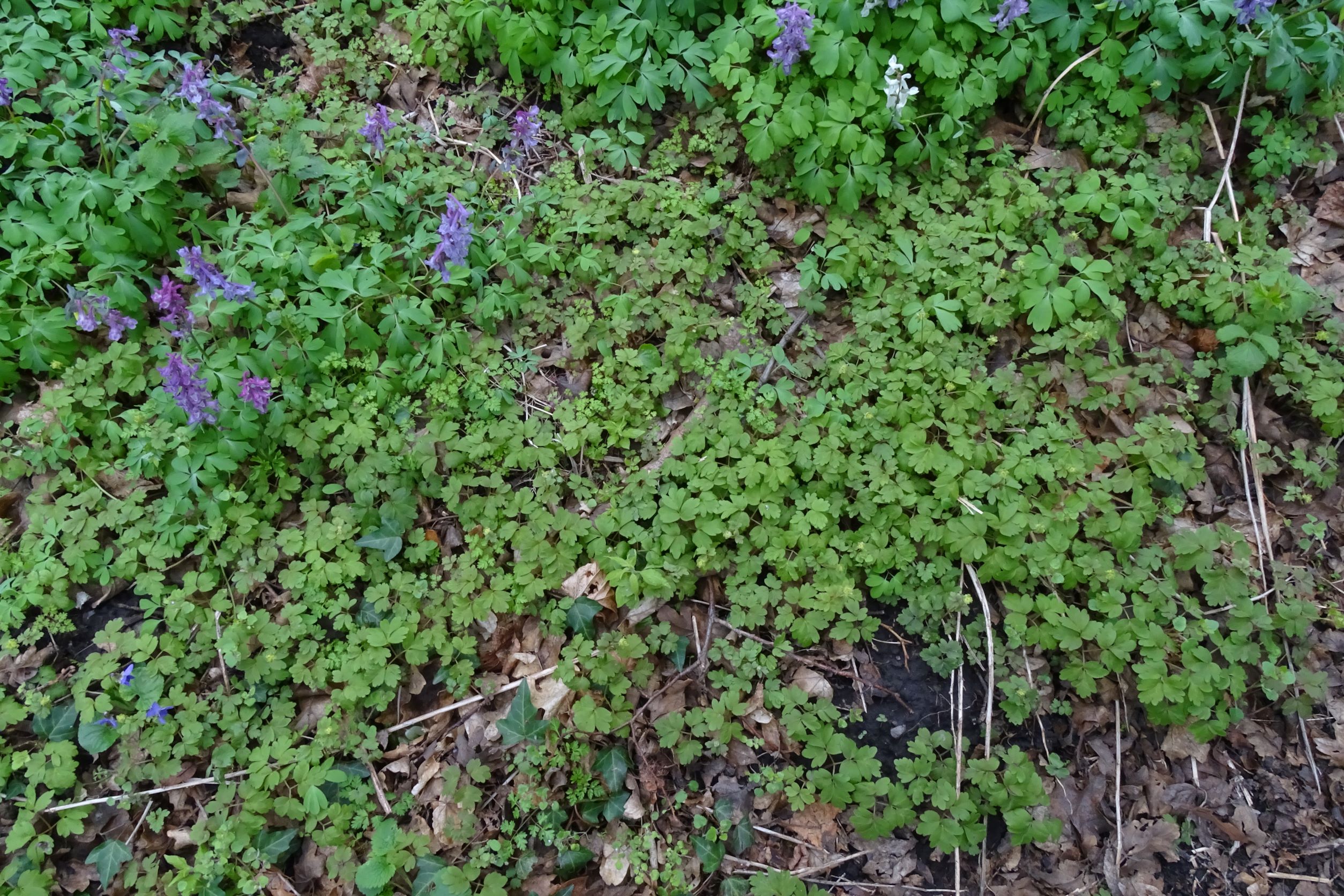 DSC02867 2022-04-02, Adoxa moschatellina, Corydalis cava, Braunsberg.JPG