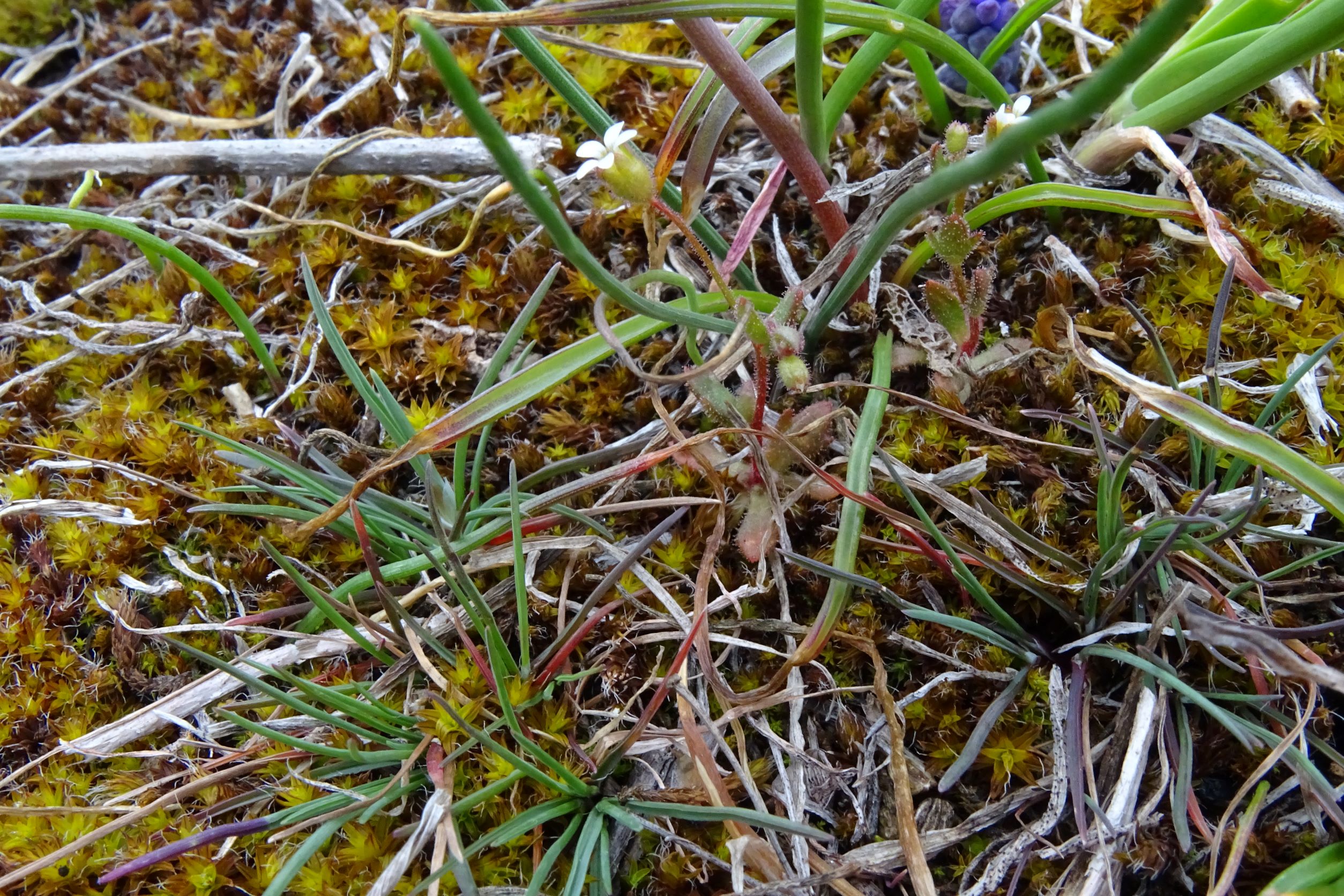 DSC02872 2022-04-02, Saxifraga tridactylites etc., Braunsberg.JPG