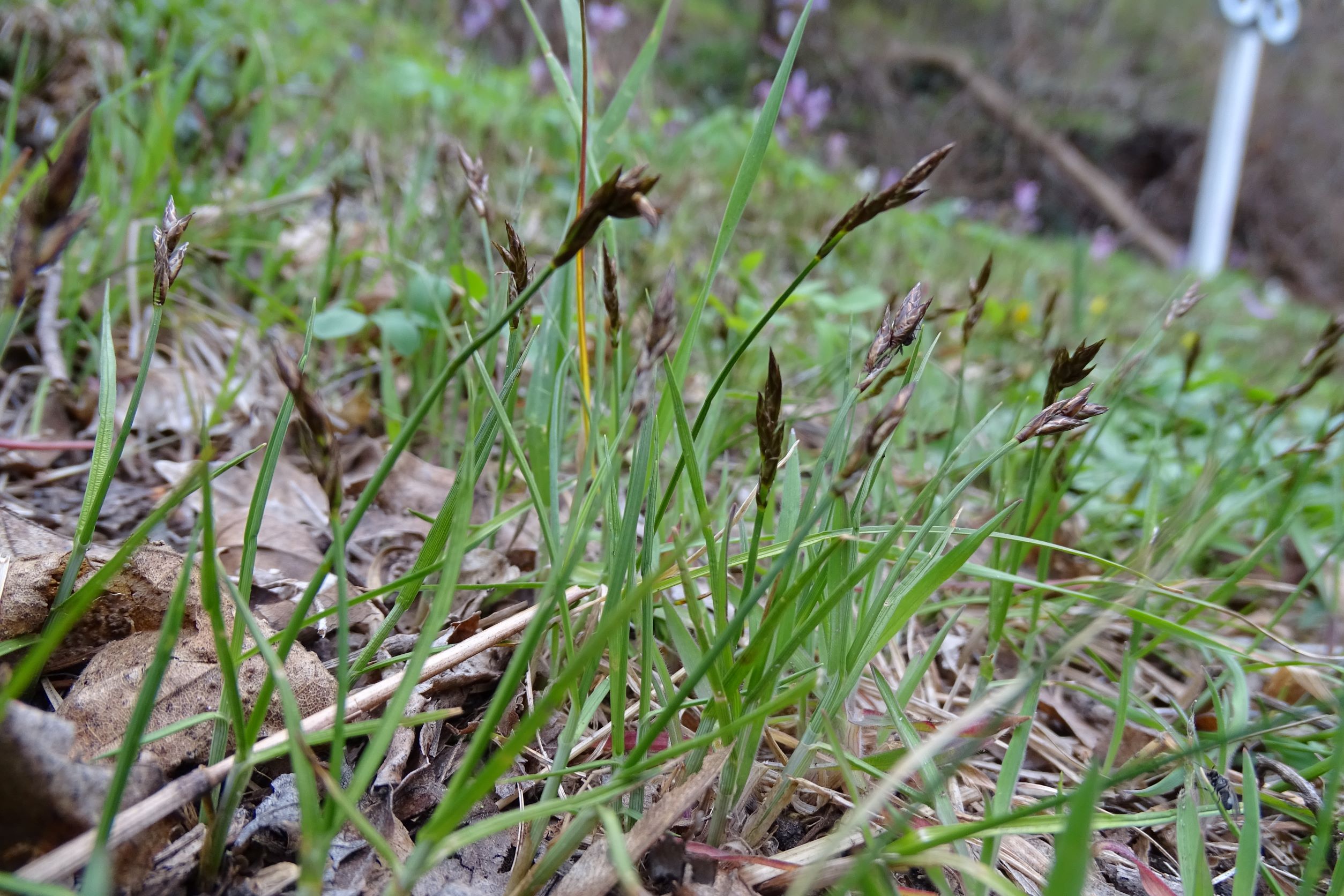 DSC02877 2022-04-02, Carex praecox, Rückweg vom Röthelstein, Bergfußweg, Braunsberg.JPG