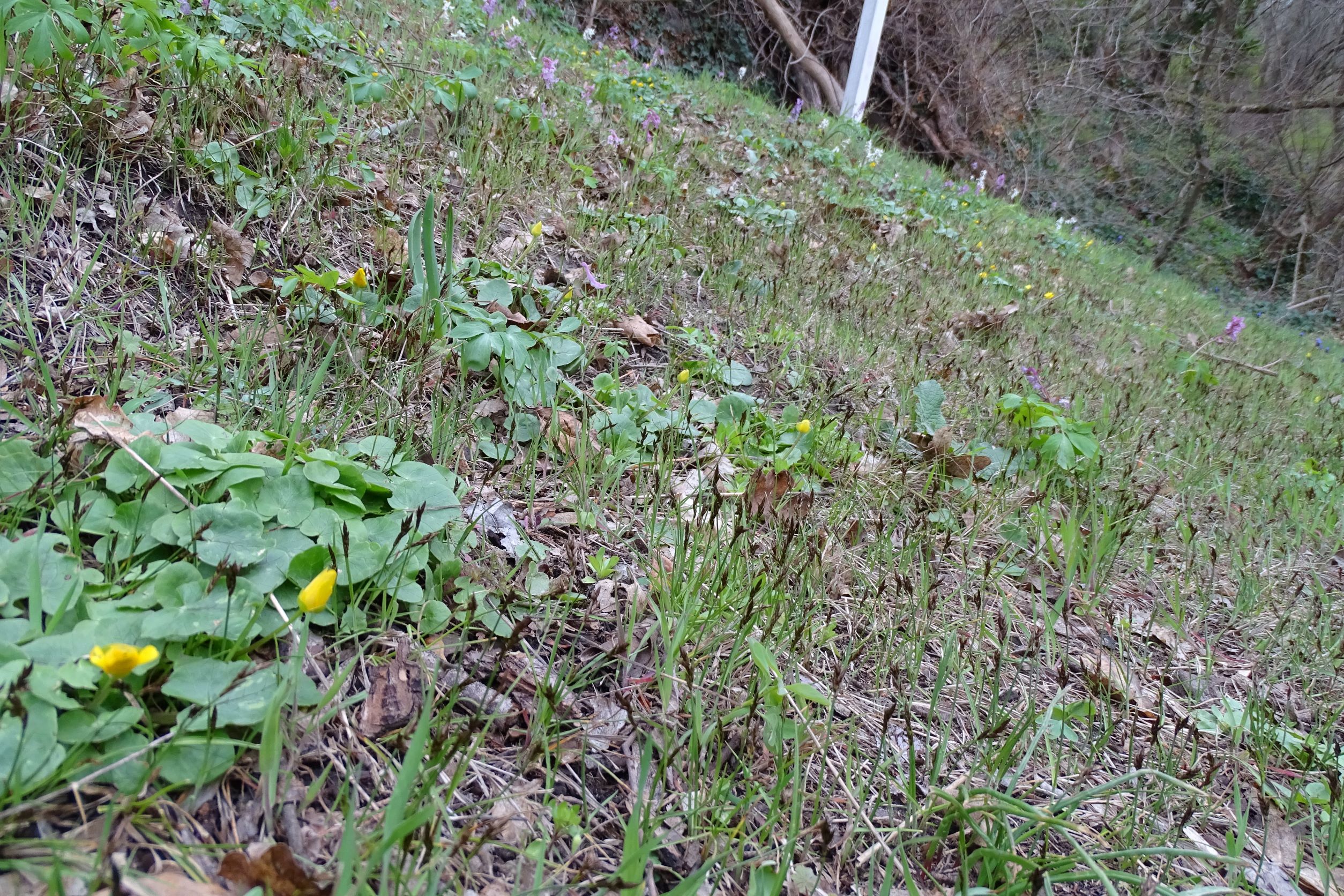 DSC02879 2022-04-02, Carex pracox, Ficaria cf. verna, Corydalis cava, Rückweg vom Röthelstein, Bergfußweg, Braunsberg.JPG