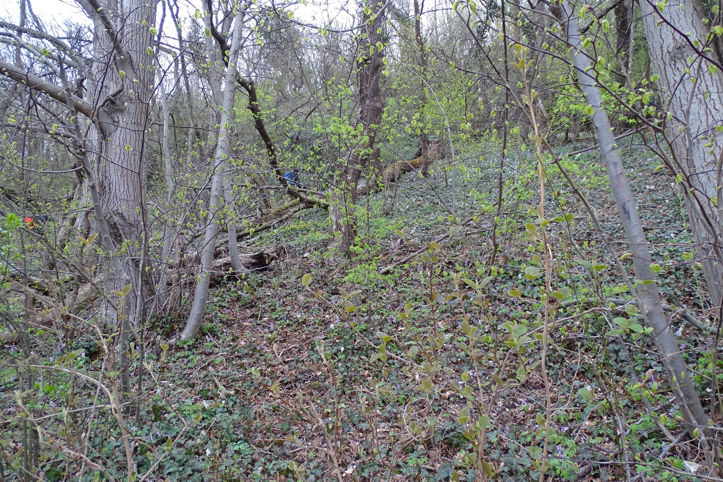 DSC02880 2022-04-02, Edellaub-Unterhangwald, Suche nach Isopyrum, Rückweg vom Röthelstein, Bergfußweg, Braunsberg.JPG