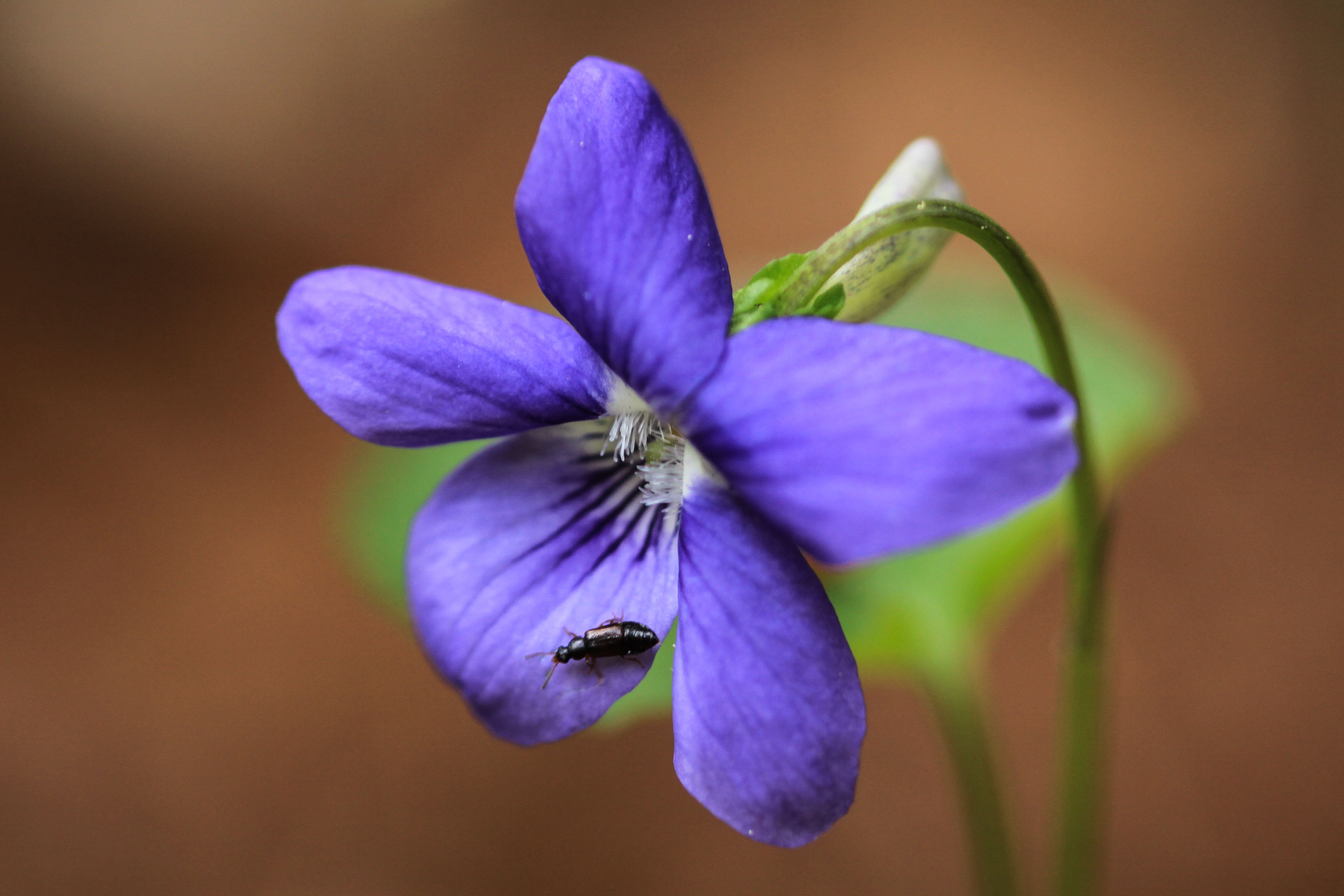 Viola_x_bavarica_Tristachersee_20110513.jpg