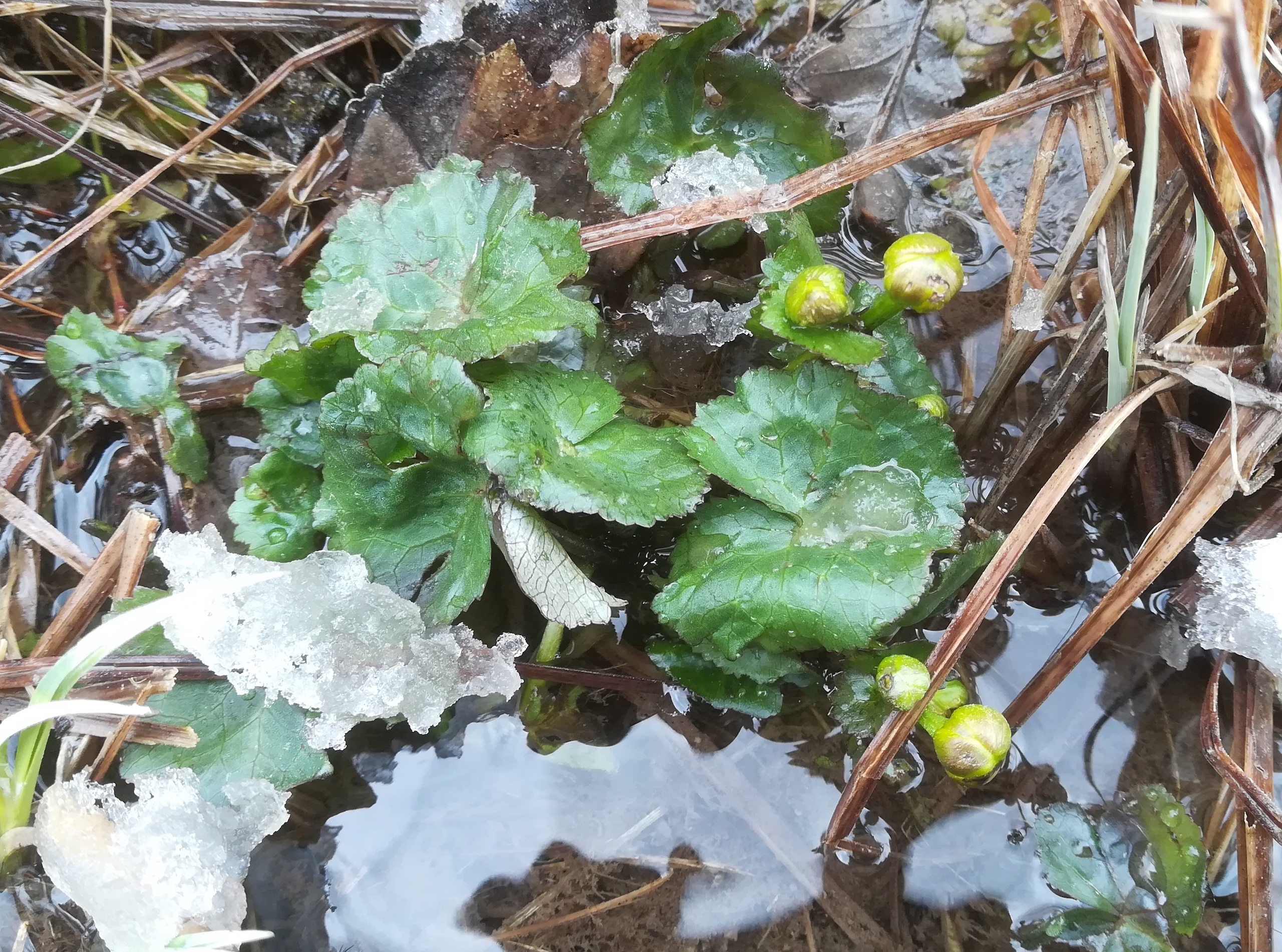 caltha palustris eichwiese gütenbachtal_20220403_122451.jpg