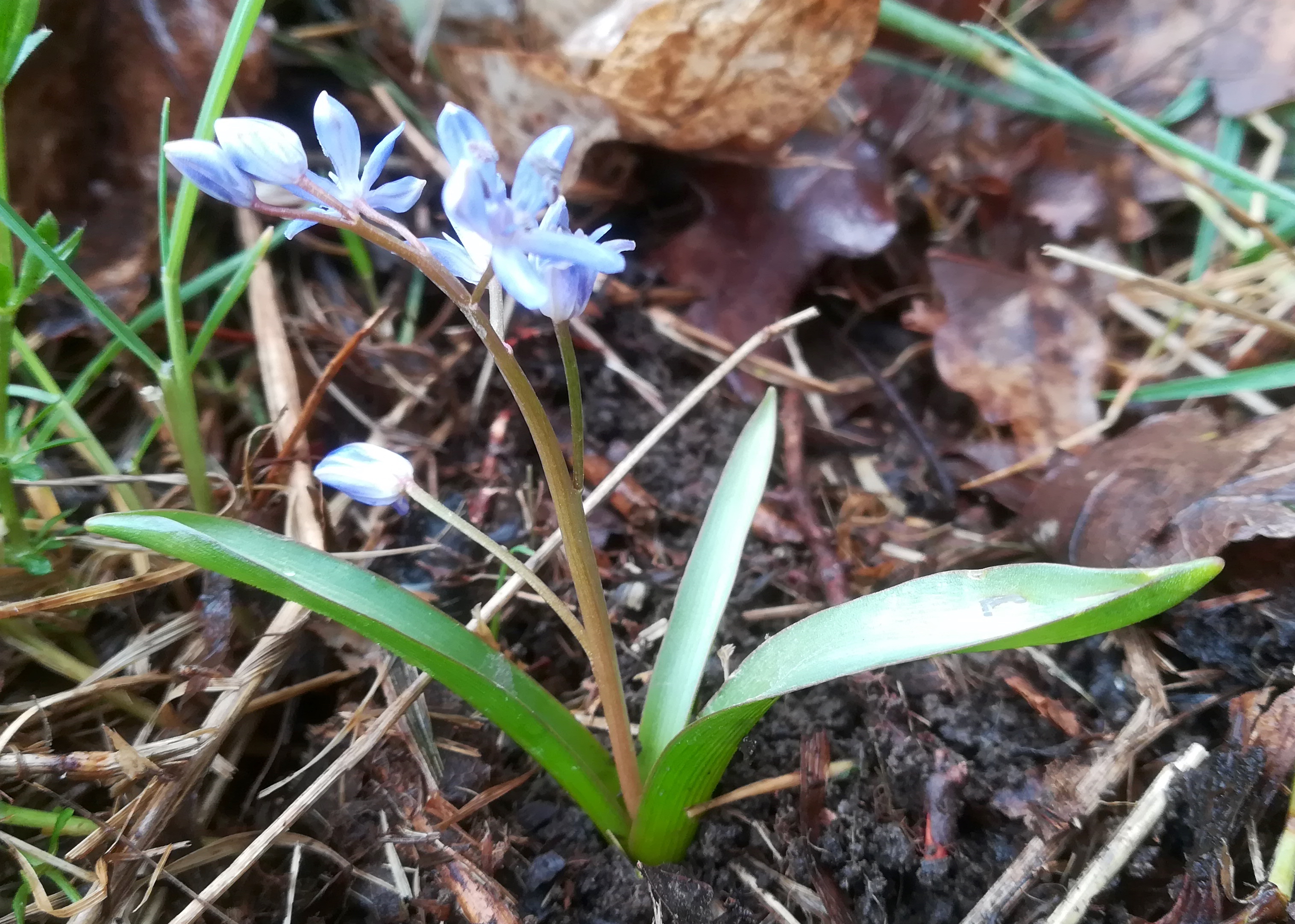 scilla vindobonensis eichwiese gütenbachtal_20220403_121924.jpg