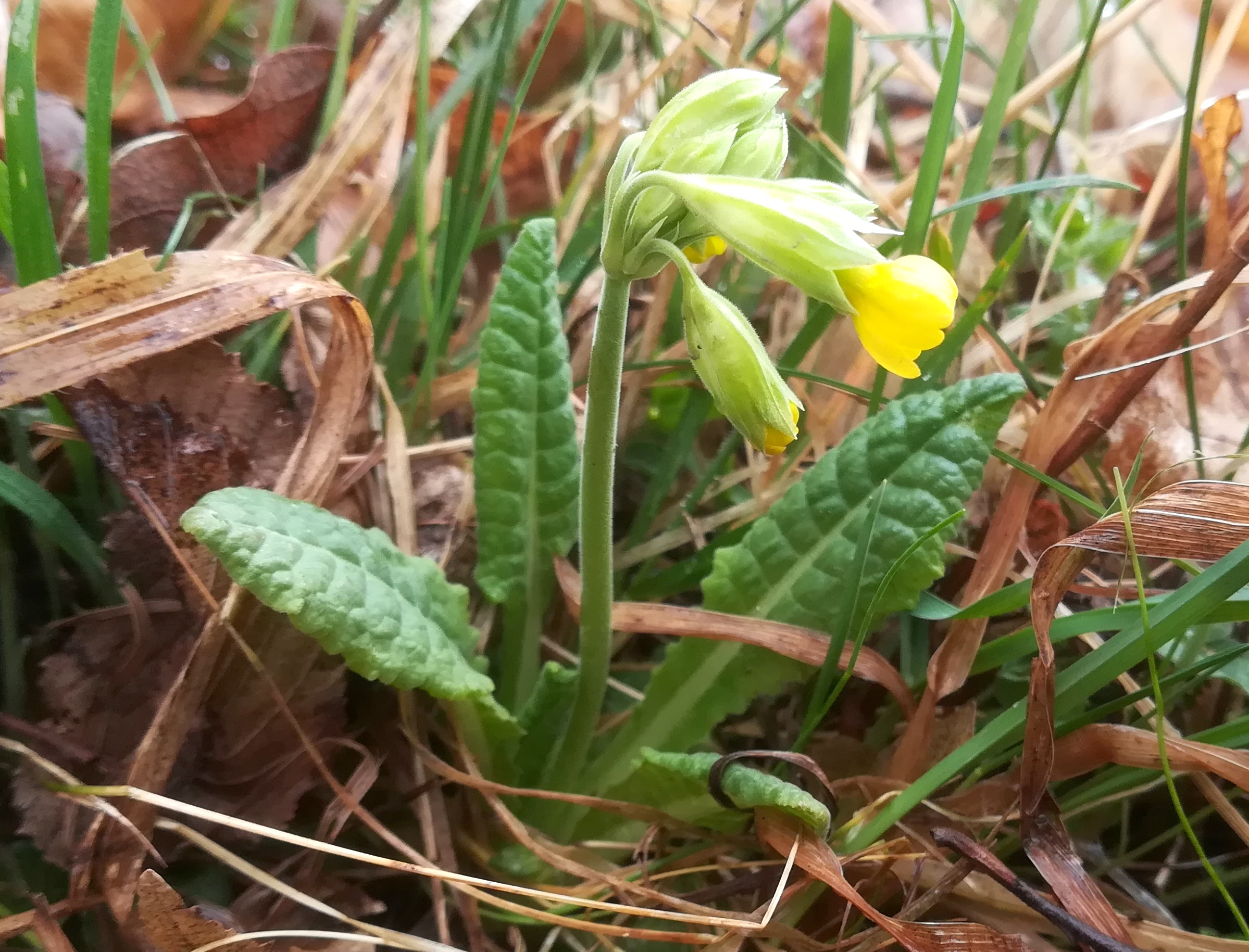 primula veris eichwiese gütenbachtal_20220403_121122.jpg