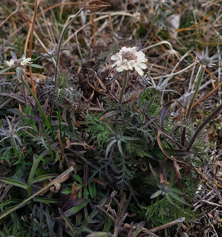 Scabiosa ochroleuca.jpg