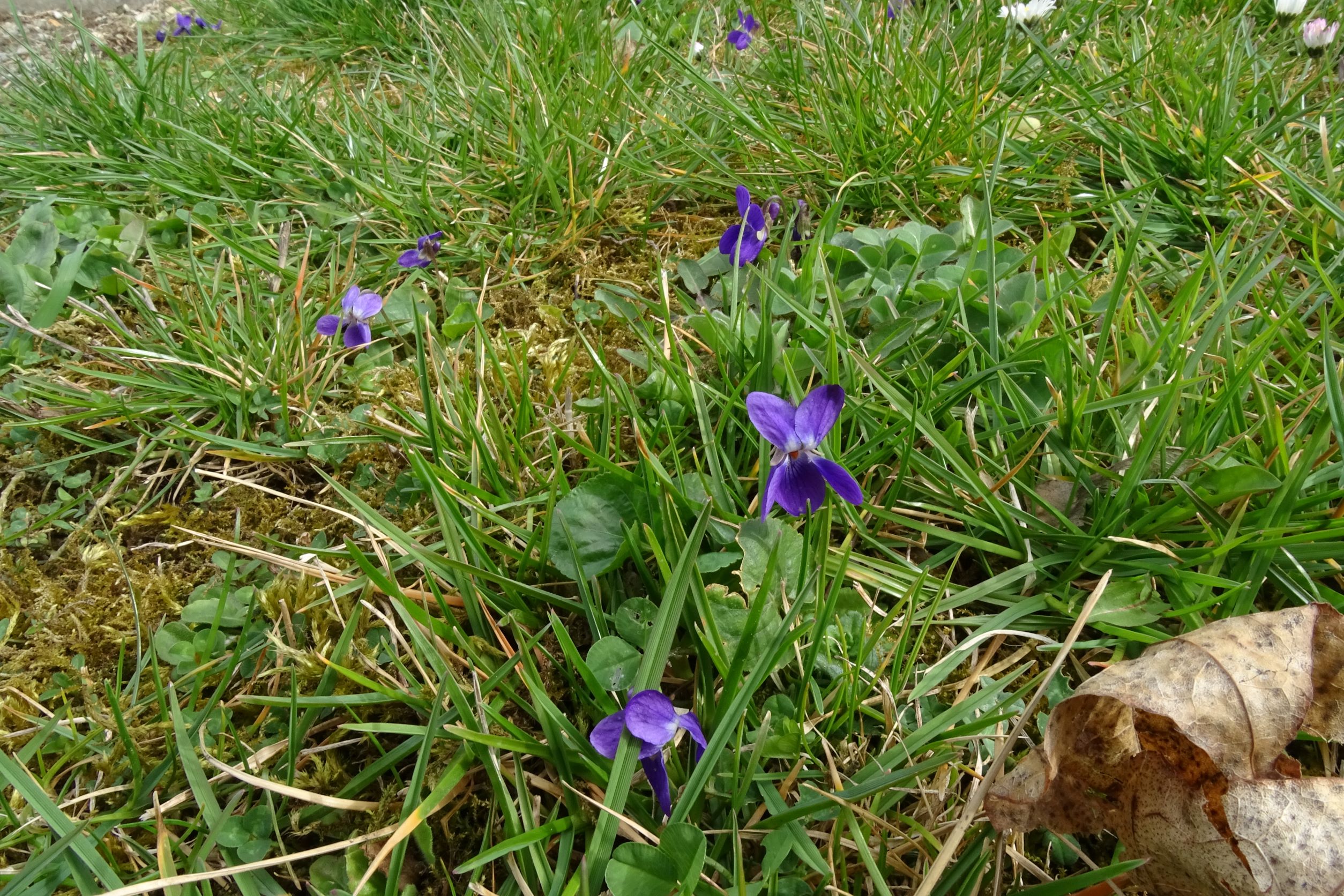 DSC02629 2022-04-02 friedhof hainburg, viola cf. suavis x odorata.JPG