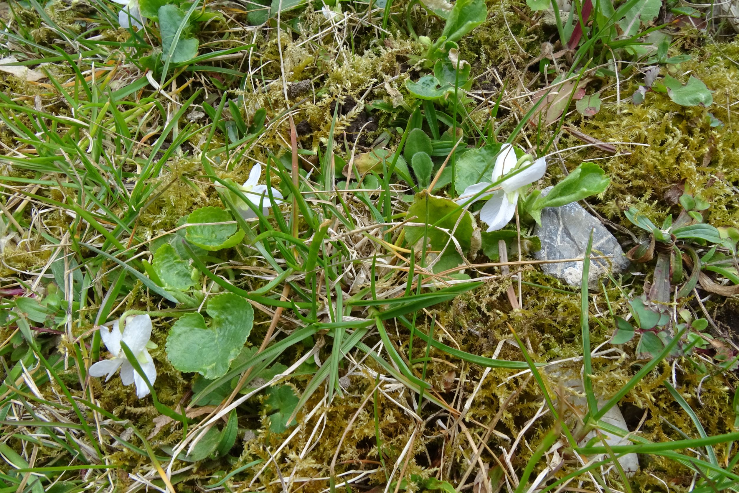 DSC02634 2022-04-02 friedhof hainburg, viola cf. odorata (forma albiflora).JPG
