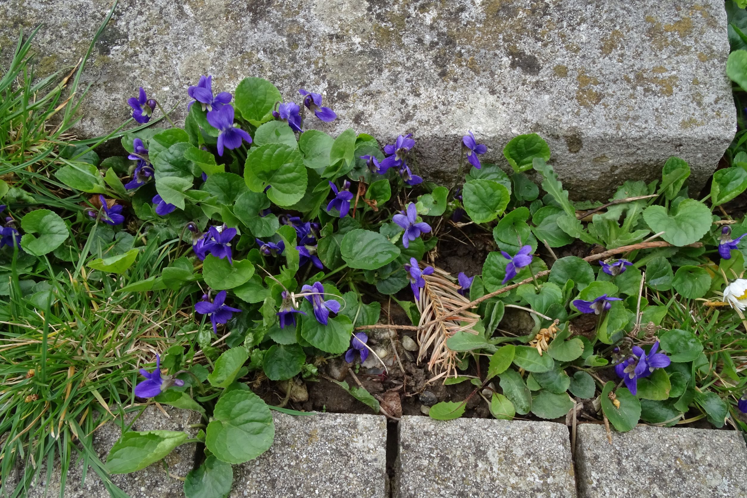 DSC02643 2022-04-02 friedhof hainburg, viola odorata.JPG