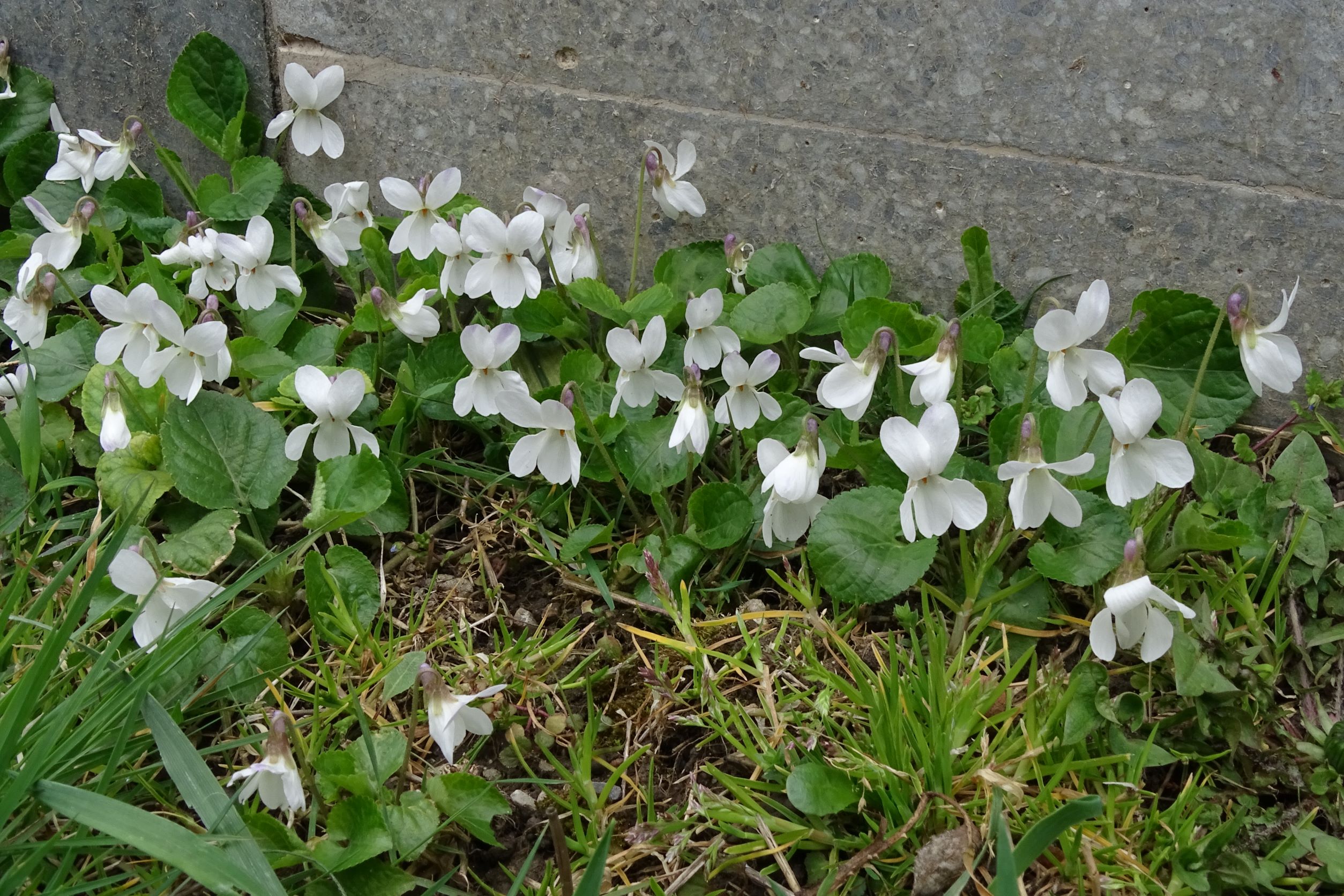 DSC02650 2022-04-02 friedhof hainburg, viola odorata (forma albiflora) (cf. x suavis).JPG