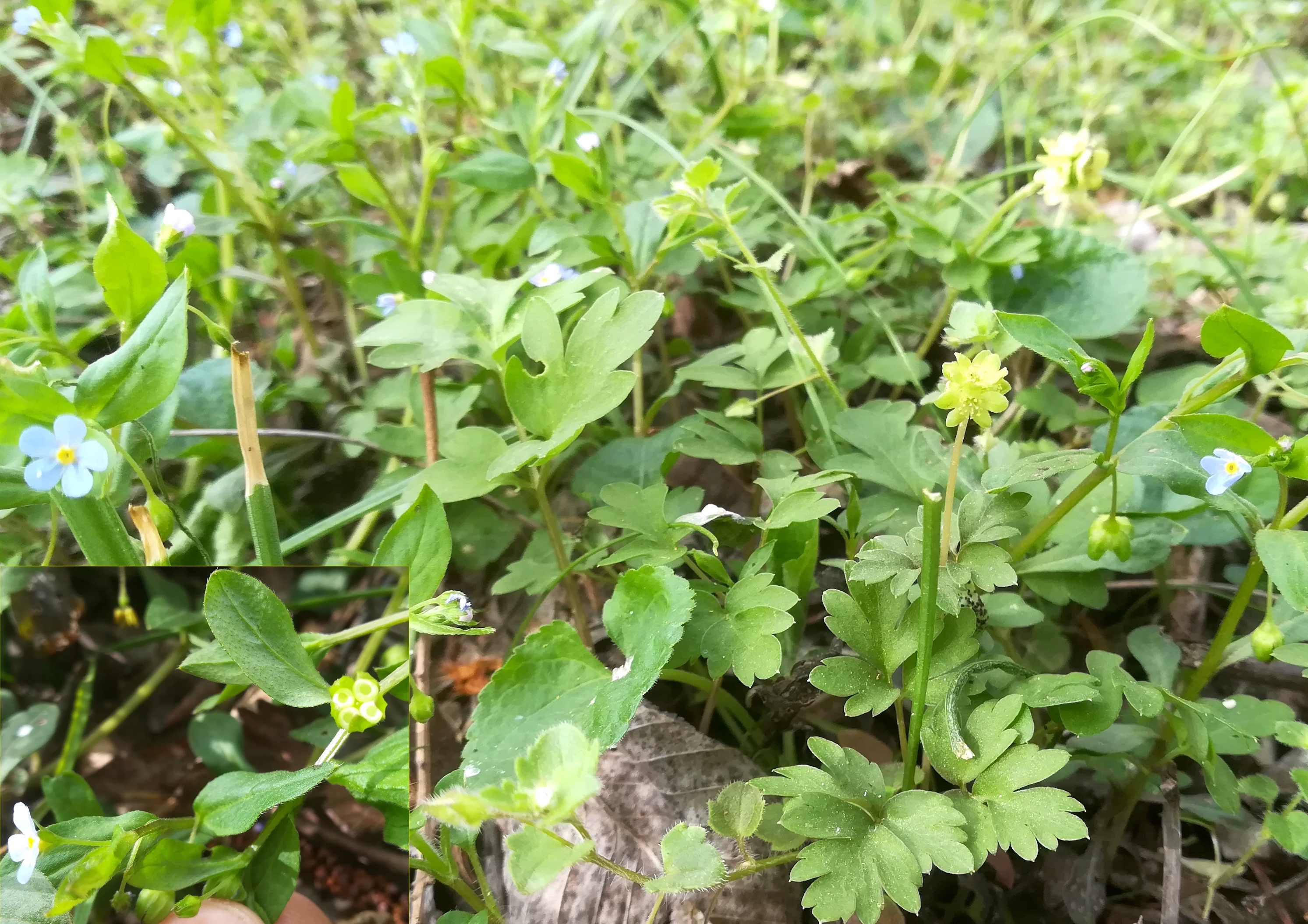 omphalodes scorpioides et adoxa moschatellina leithakanal sarasdorf_20220408_094959.jpg