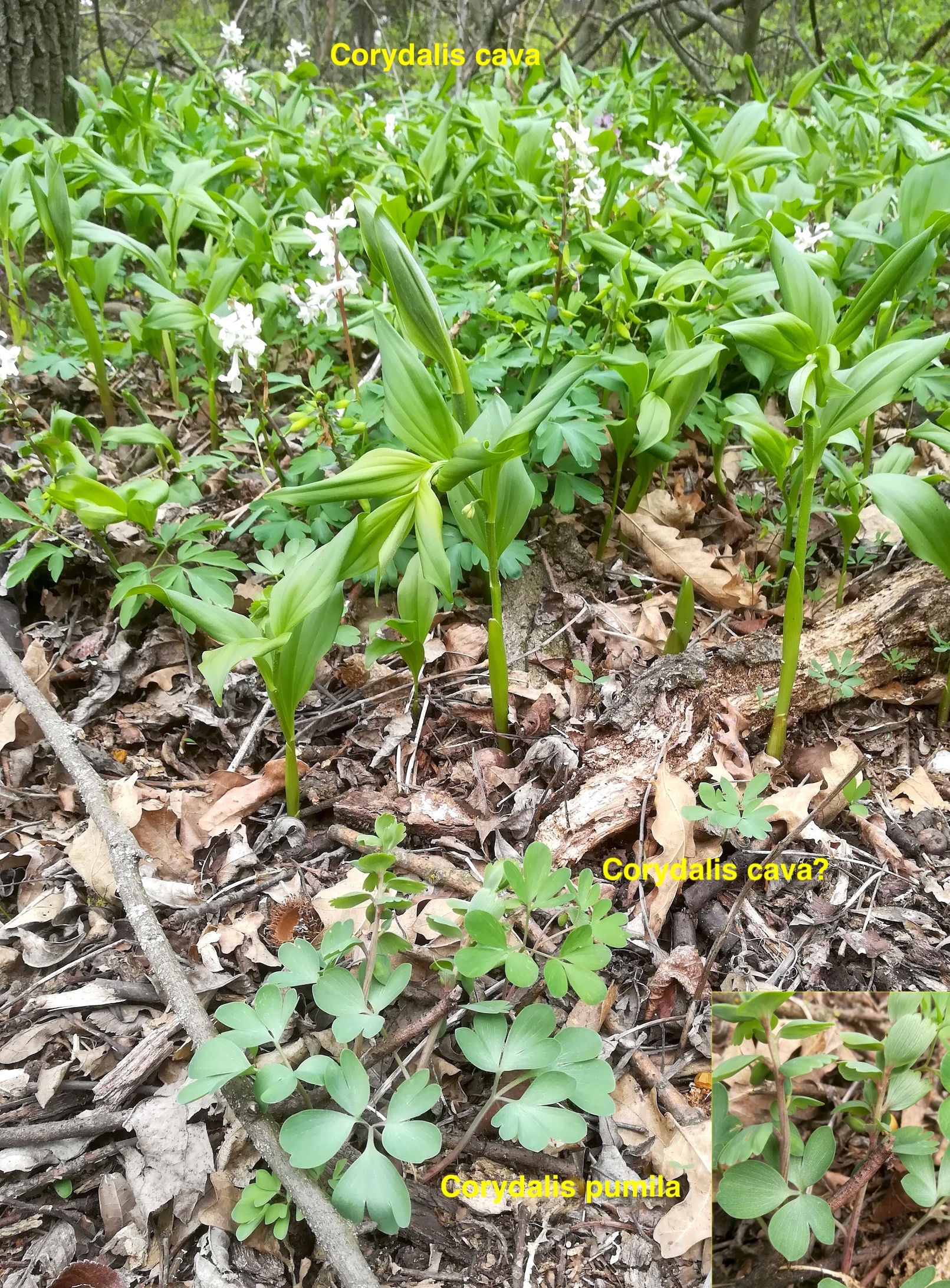 corydalis cava et corydalis pumila syntop schüttenberg göttlesbrunn_20220410_133751.jpg