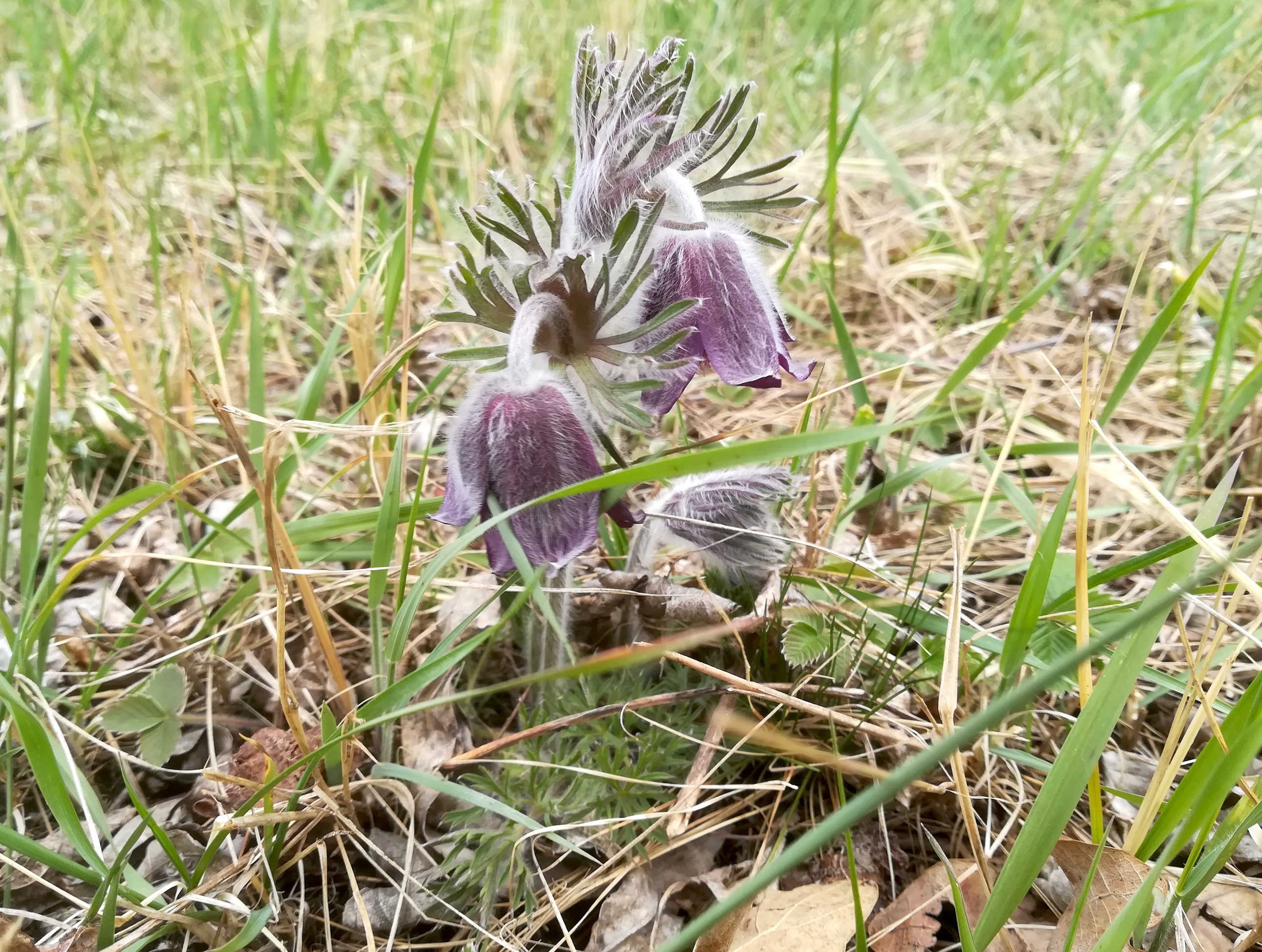 pulsatilla pratensis subsp. nigricans schüttenberg göttlesbrunn_20220410_120327.jpg