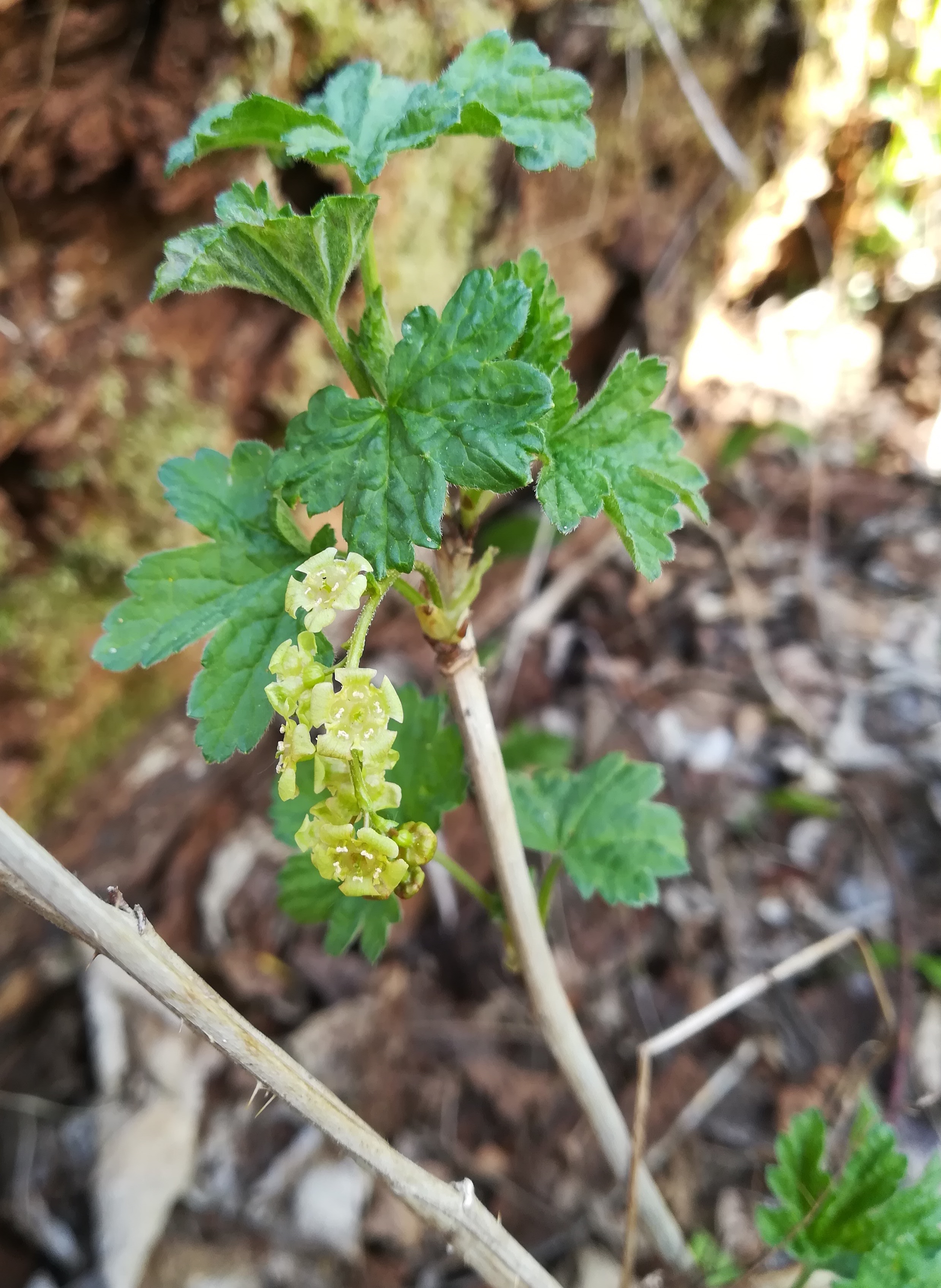 ribes rubrum agg. wilfleinsdorf_20220414_115155.jpg