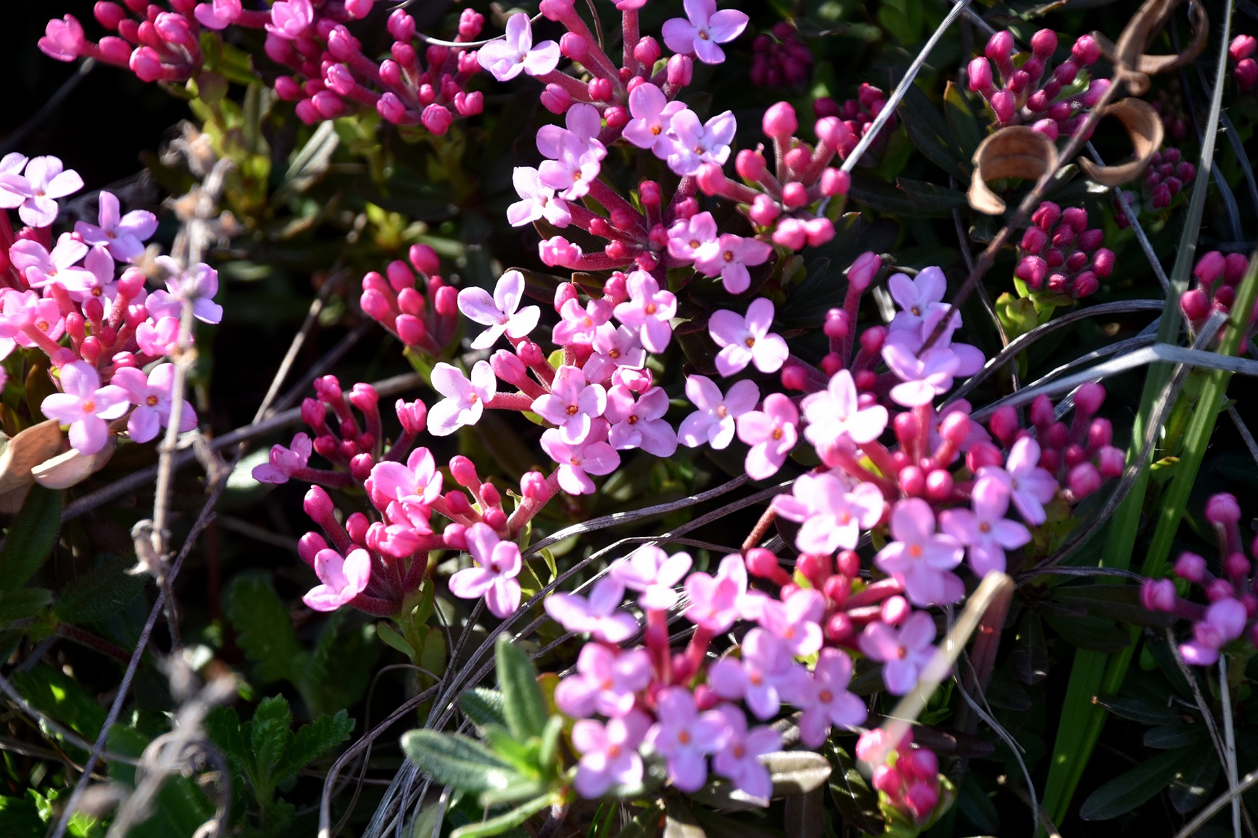 Perchtoldsdorf - 14042022 - (27) -  Heide - Daphne cneorum - Flaum-Steinröserl.JPG