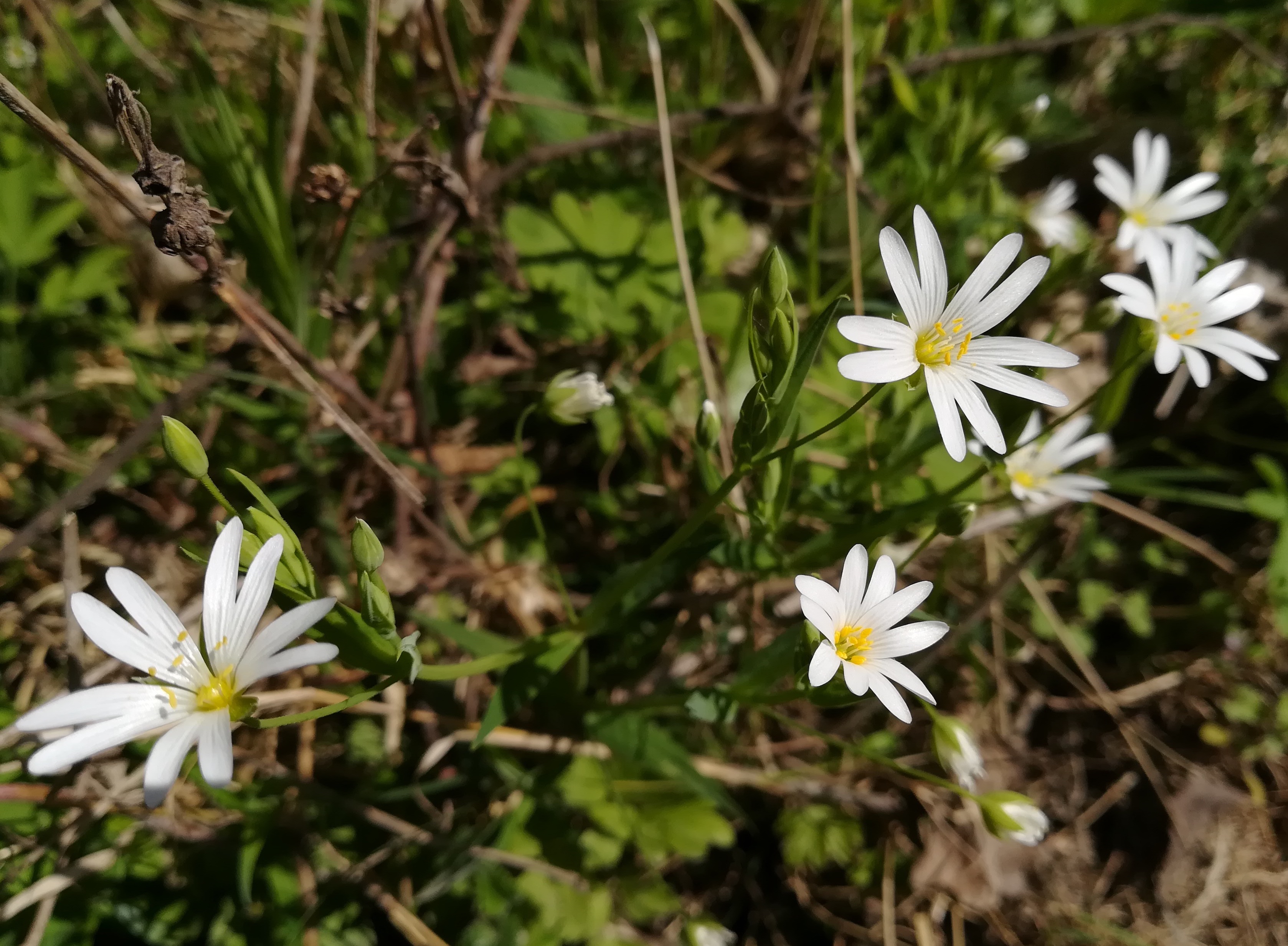 stellaria holostea wilfleinsdorf_20220414_114003.jpg